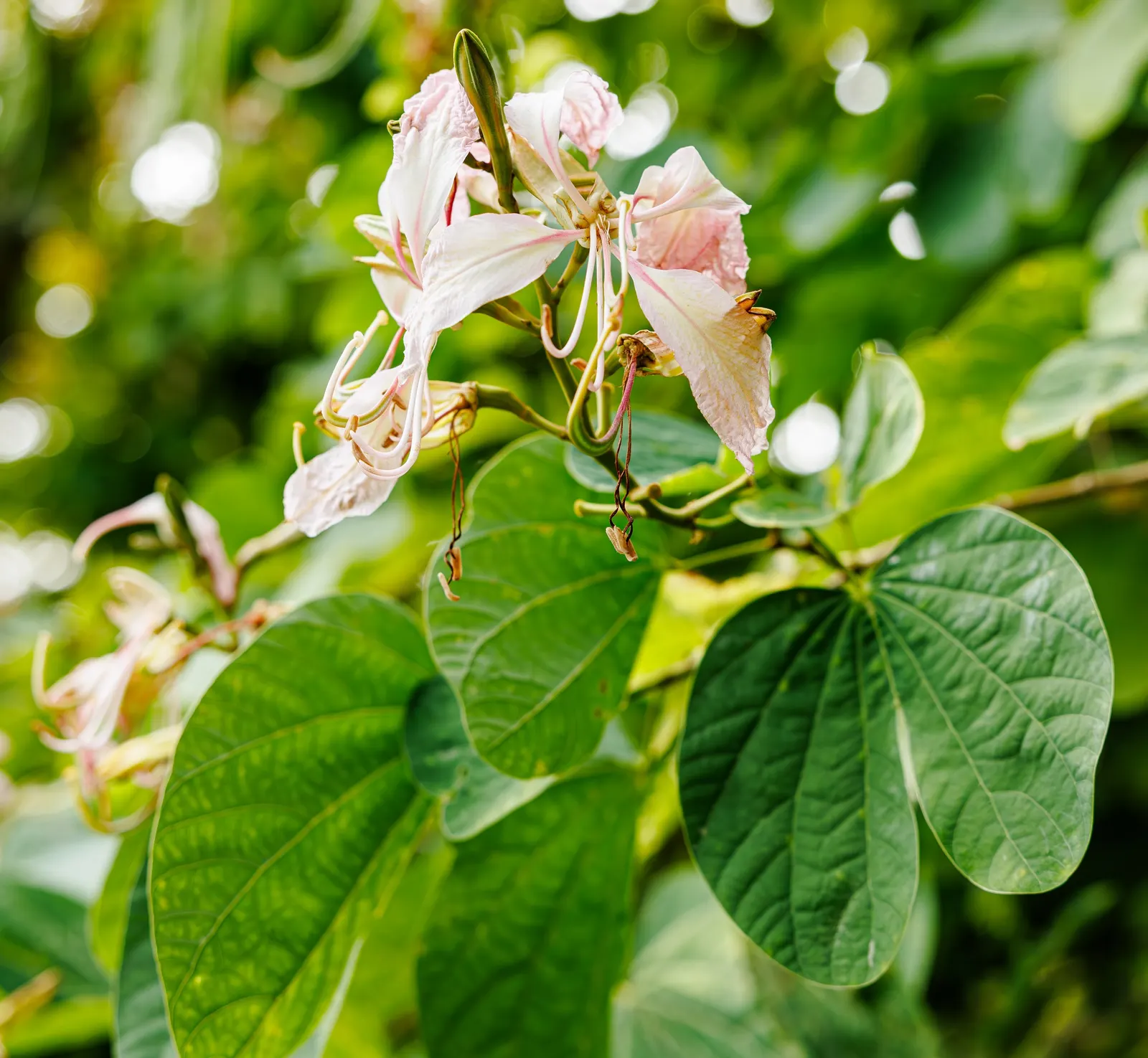 Hong Kong Orchid Tree (Bauhinia X Blakeana) — Heart-shaped leaves add a lush backdrop; semi-deciduous tree celebrated for its splendid floral, image 97