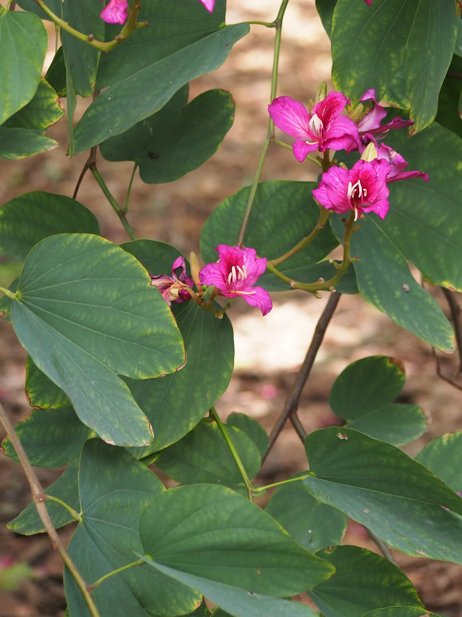 Hong Kong Orchid Tree (Bauhinia X Blakeana) — renowned for its striking purplish-pink