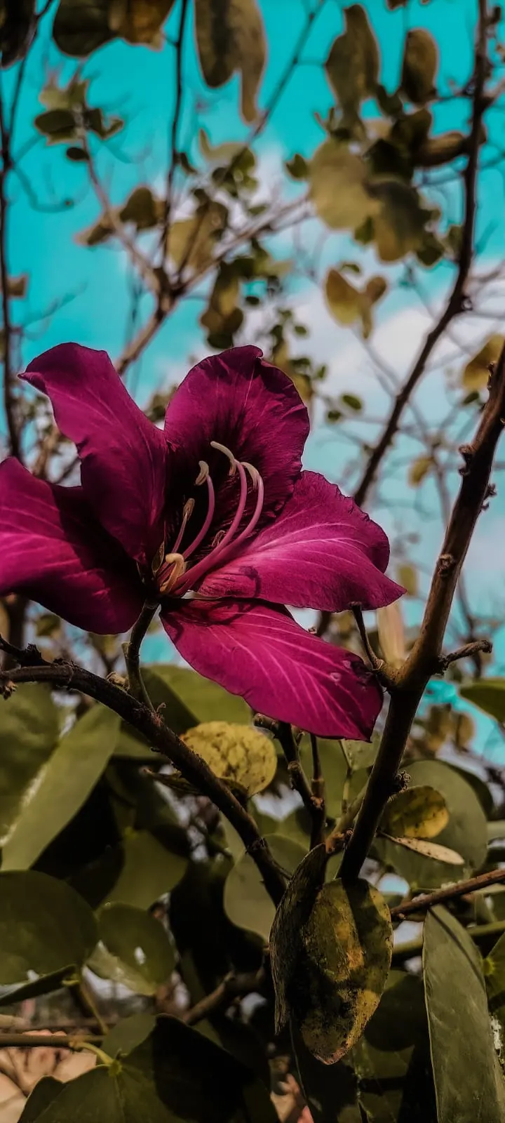 Hong Kong Orchid Tree (Bauhinia X Blakeana) — orchid-like flowers that bloom from November to March; creating a vivid contrast against the grey, image 49