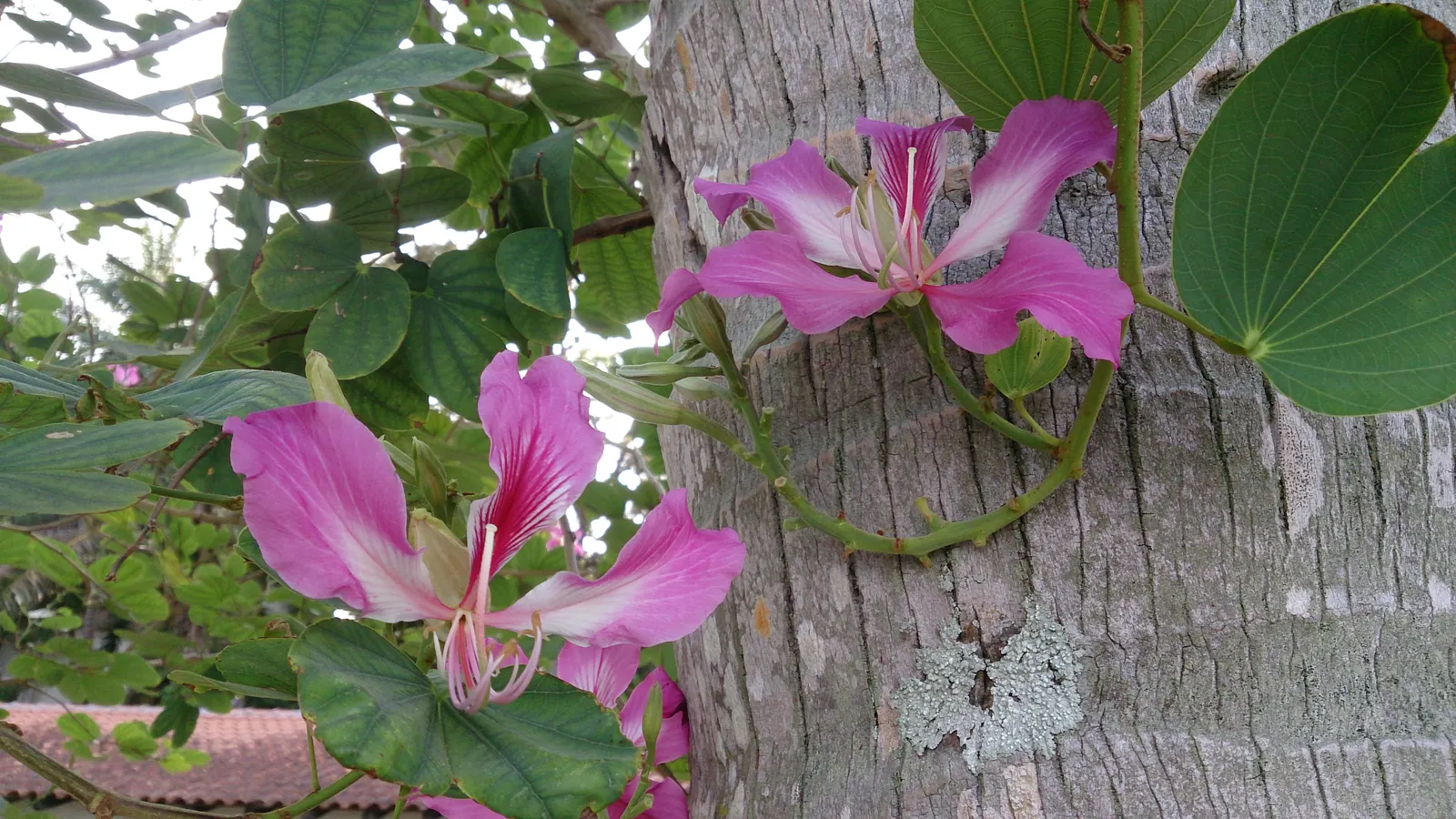 Hong Kong Orchid Tree (Bauhinia X Blakeana) — and they emerge on bare branches; the Hong Kong Orchid Tree (Bauhinia x blakeana) is a sterile hybrid, image 109
