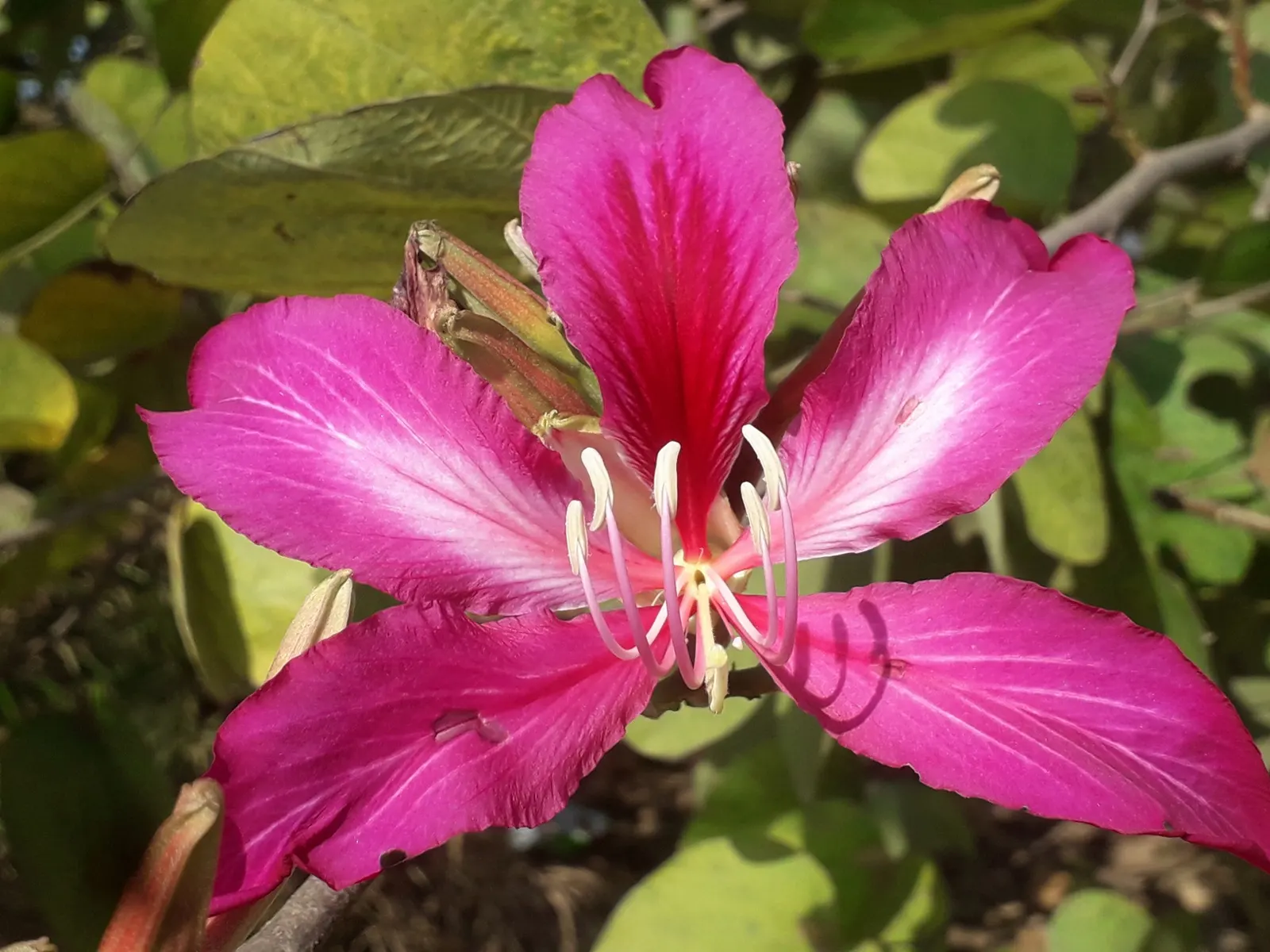 Hong Kong Orchid Tree (Bauhinia X Blakeana) — one of its common names is the 'Butterfly Tree.'<br><br>From late fall to early spring; orchid-like flowers that