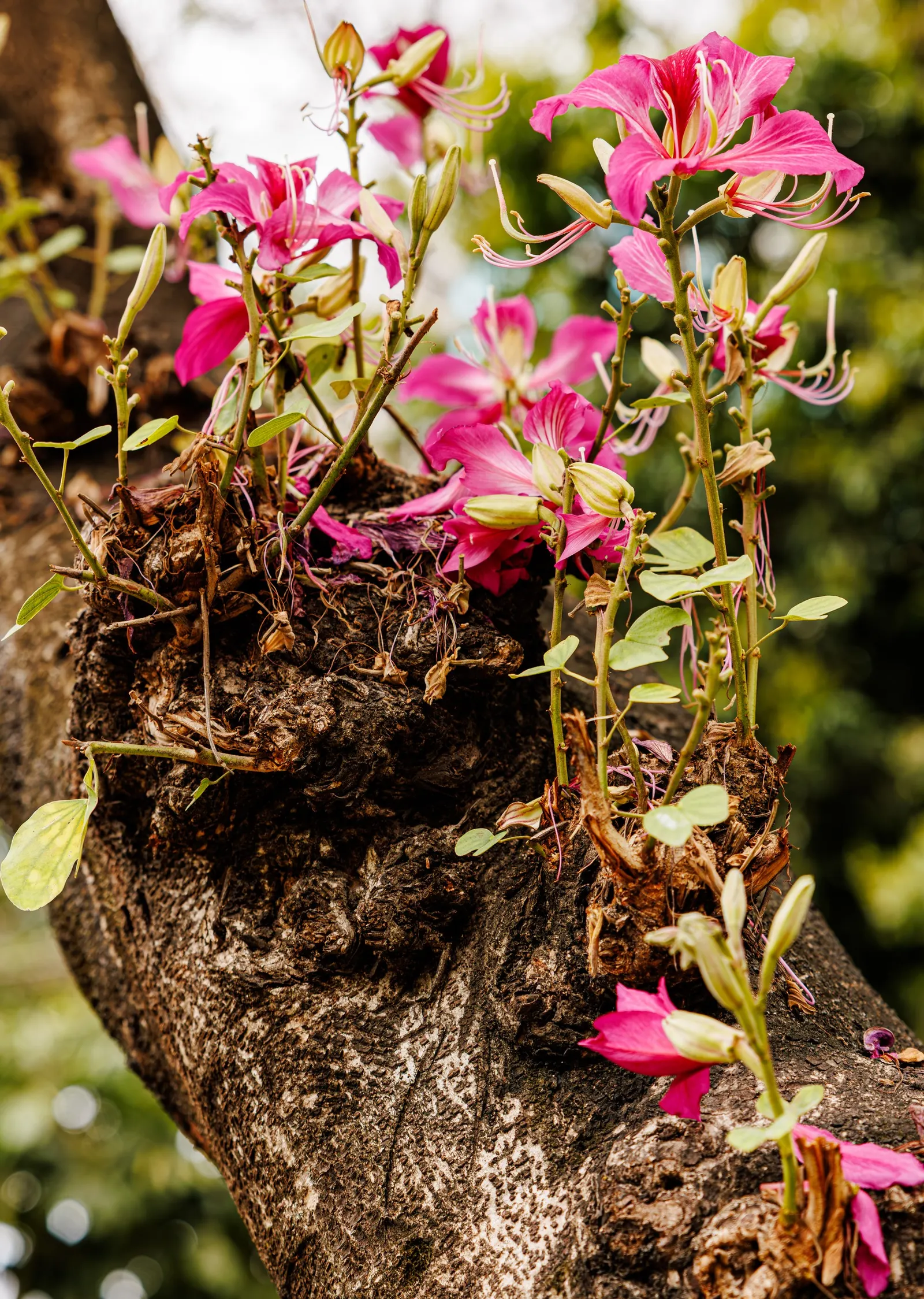 Hong Kong Orchid Tree (Bauhinia X Blakeana) — This deciduous tree typically reaches 20 to 40 feet in height with an equal spread; renowned for its, image 73