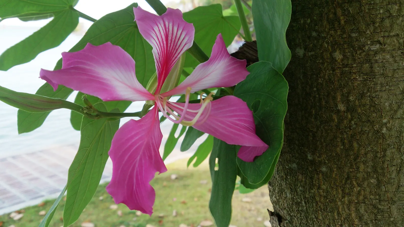 Hong Kong Orchid Tree (Bauhinia X Blakeana) — tree with pink blooms