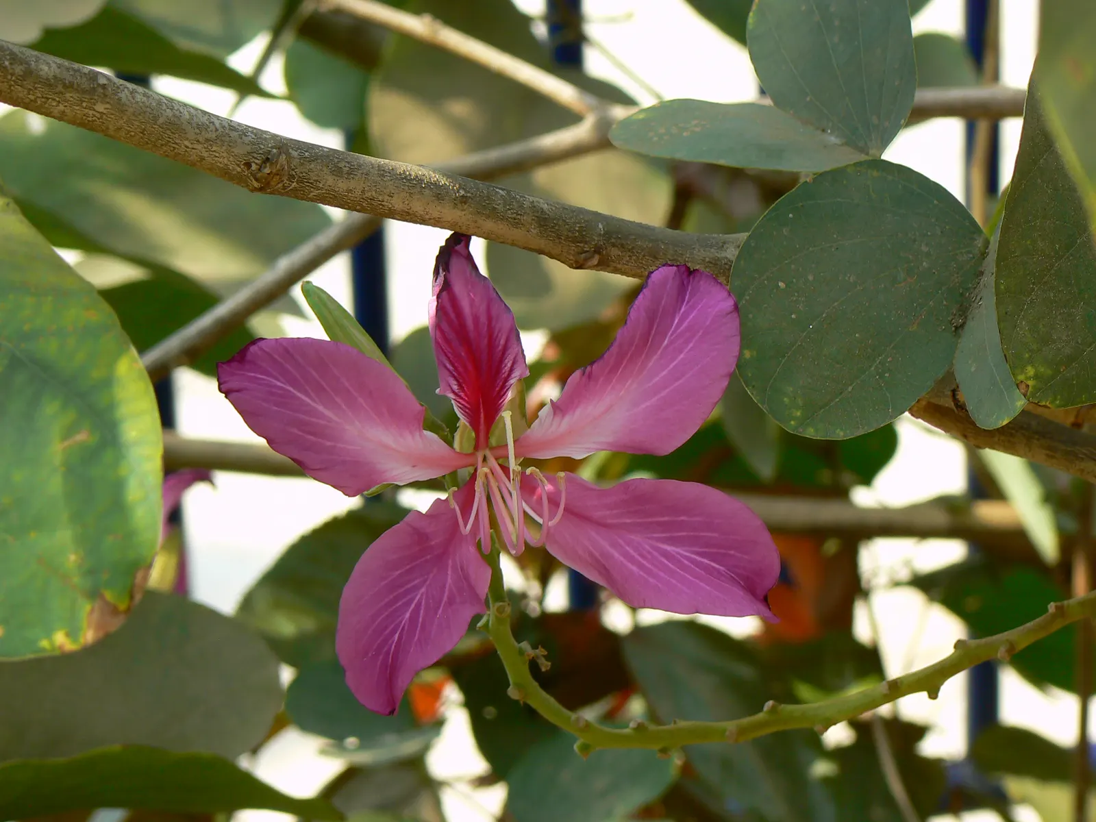 Hong Kong Orchid Tree (Bauhinia X Blakeana) — Ideal for accent or shade in USDA zones 9-11; tree for full, image 76