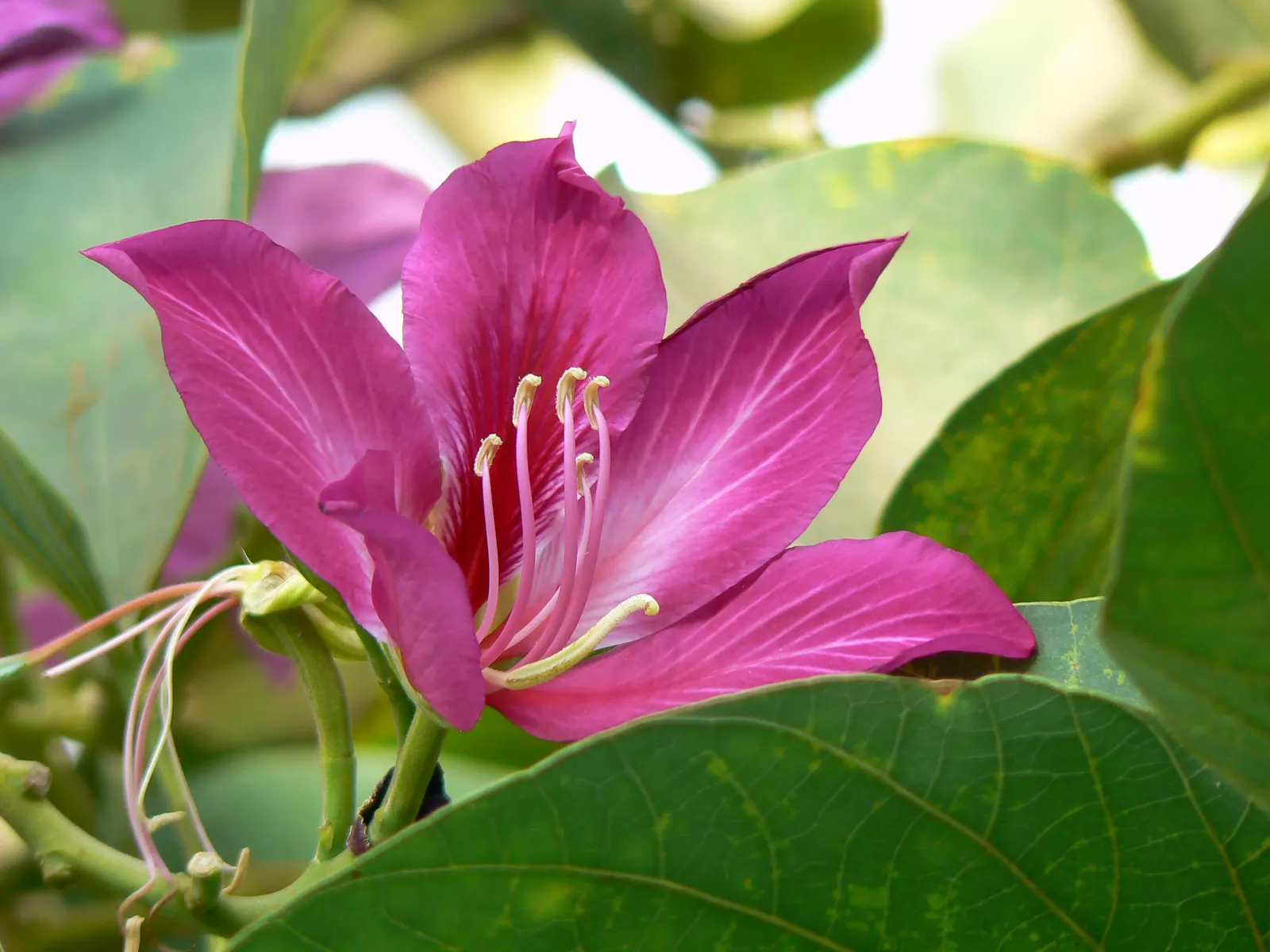 Hong Kong Orchid Tree (Bauhinia X Blakeana) — This deciduous tree typically reaches 20 to 40 feet in height with an equal spread