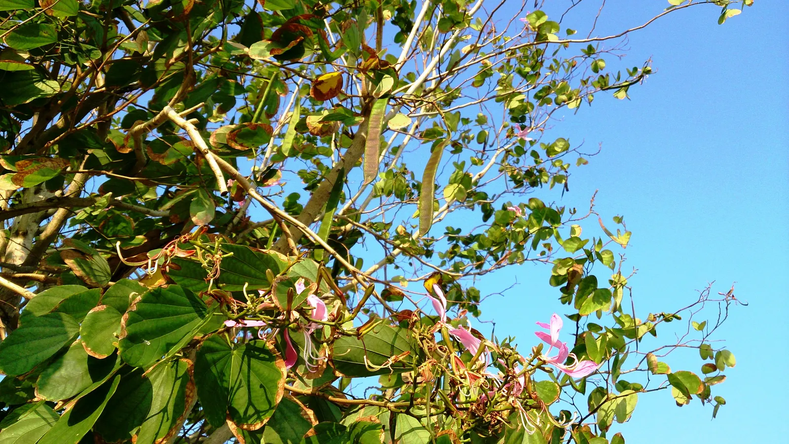 Hong Kong Orchid Tree (Bauhinia X Blakeana) — Prefers well-drained soils and full sun to partial shade; the blossoms are varied shades of magenta, image 98