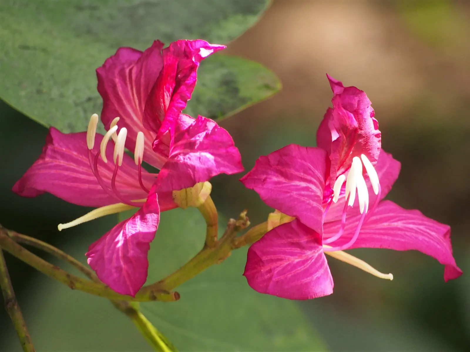 Hong Kong Orchid Tree (Bauhinia X Blakeana) — semi-deciduous tree celebrated for its splendid floral display and unique foliage; one of its common names is the