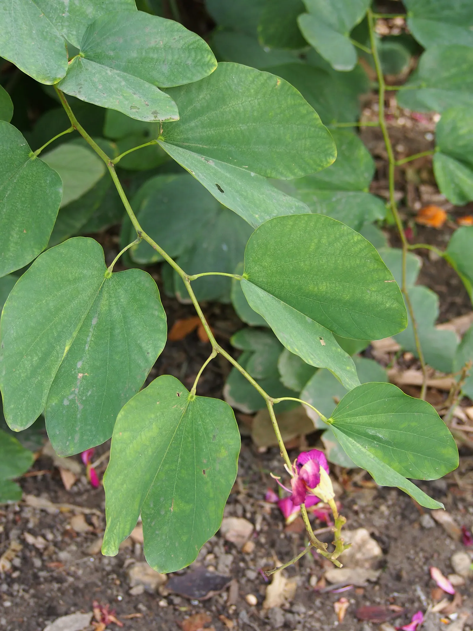 Hong Kong Orchid Tree (Bauhinia X Blakeana) — tree for full; mainly to remove dead wood and maintain a clean shape.<br><br>When advising clients, image 92