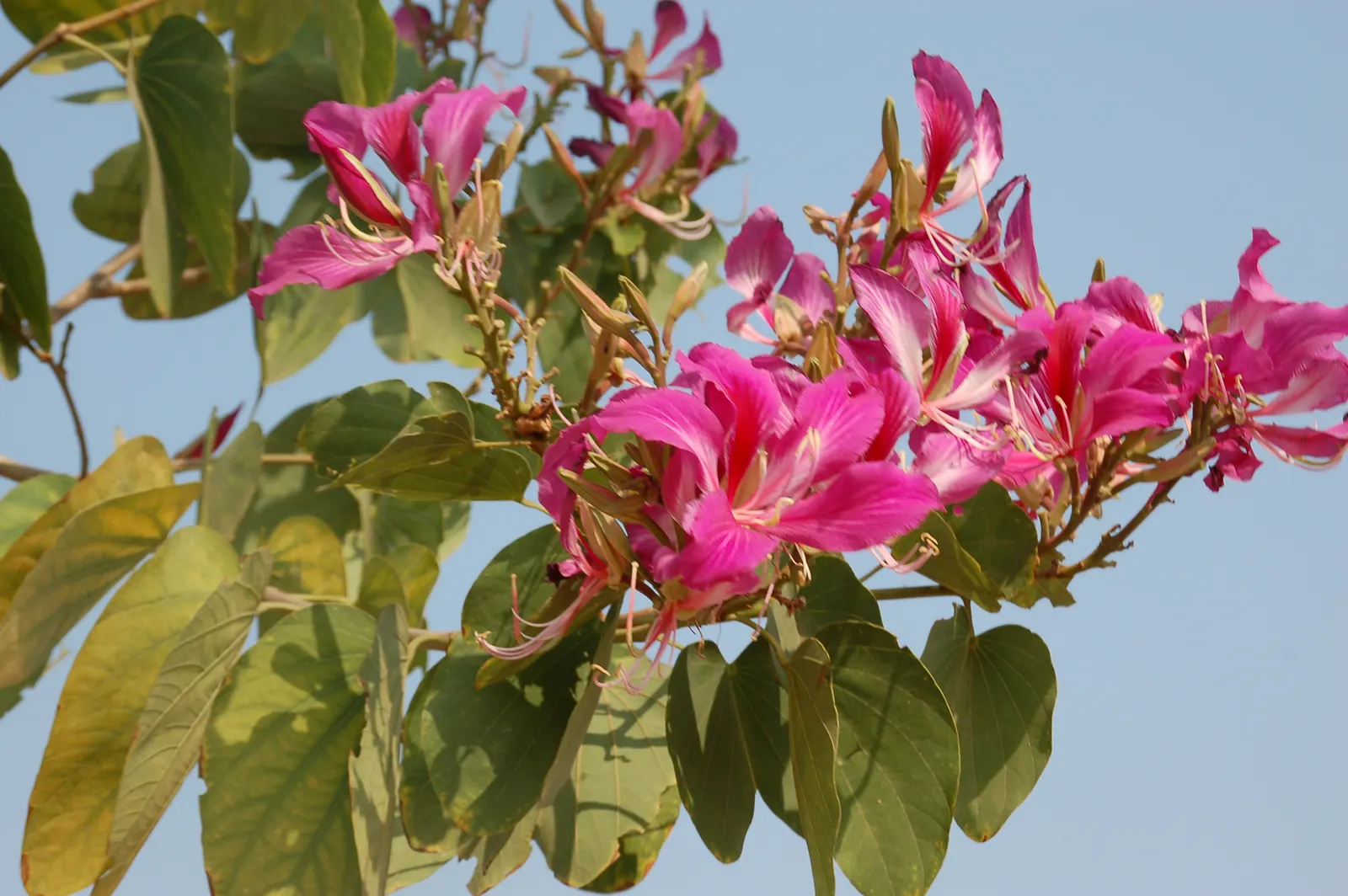 Hong Kong Orchid Tree (Bauhinia X Blakeana) — mainly to remove dead wood and maintain a clean shape.<br><br>When advising clients; tree with pink, image 66