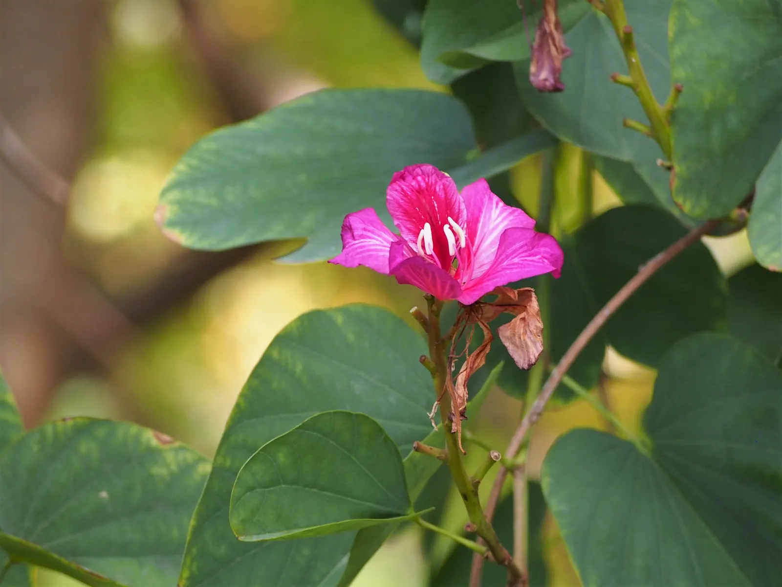 Hong Kong Orchid Tree (Bauhinia X Blakeana) — mainly to remove dead wood and maintain a clean shape.<br><br>When advising clients; tree with pink, image 112