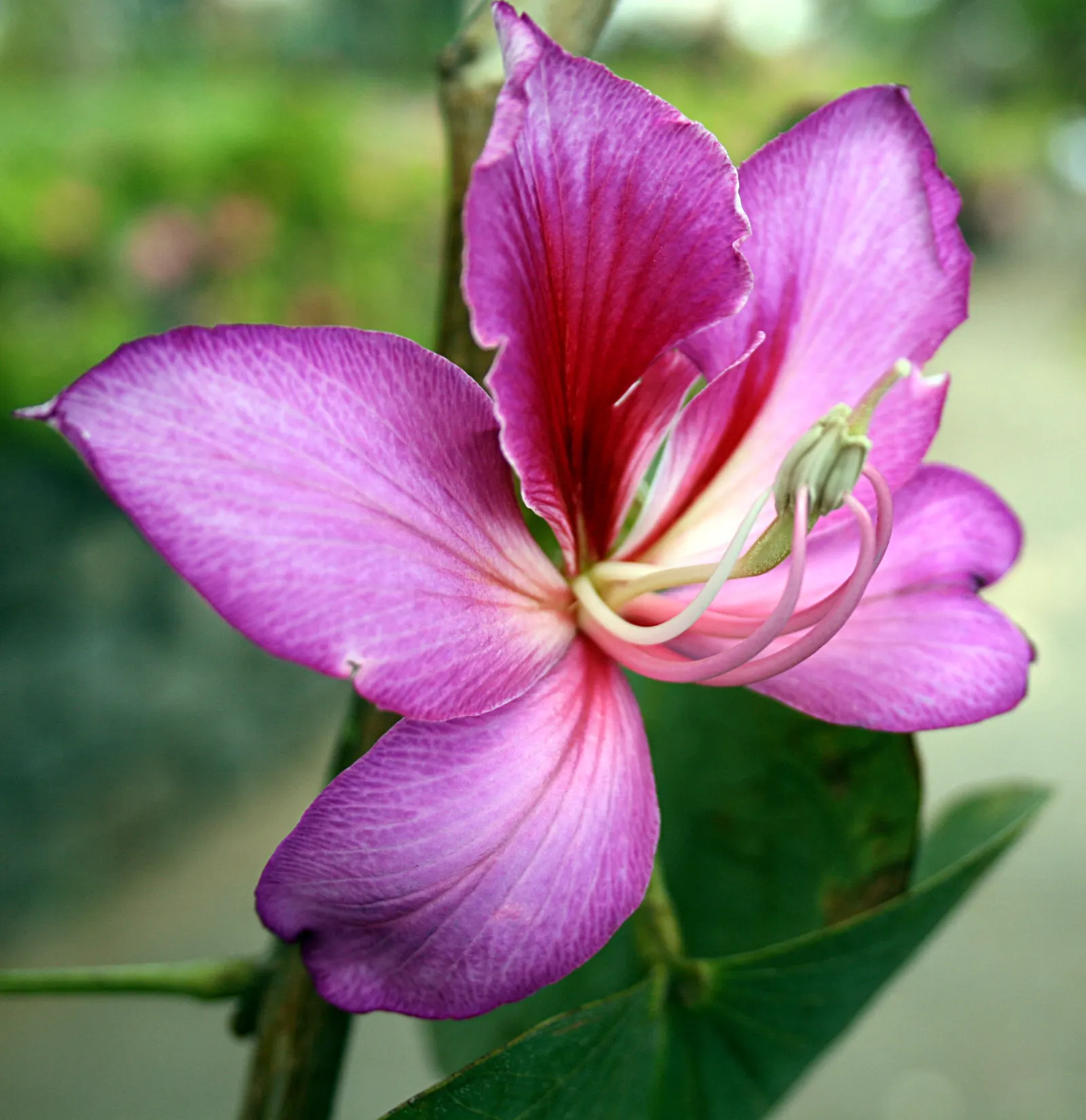 Hong Kong Orchid Tree (Bauhinia X Blakeana) — Originating from the hilly regions of Hong Kong; pink flowers in the garden, image 79