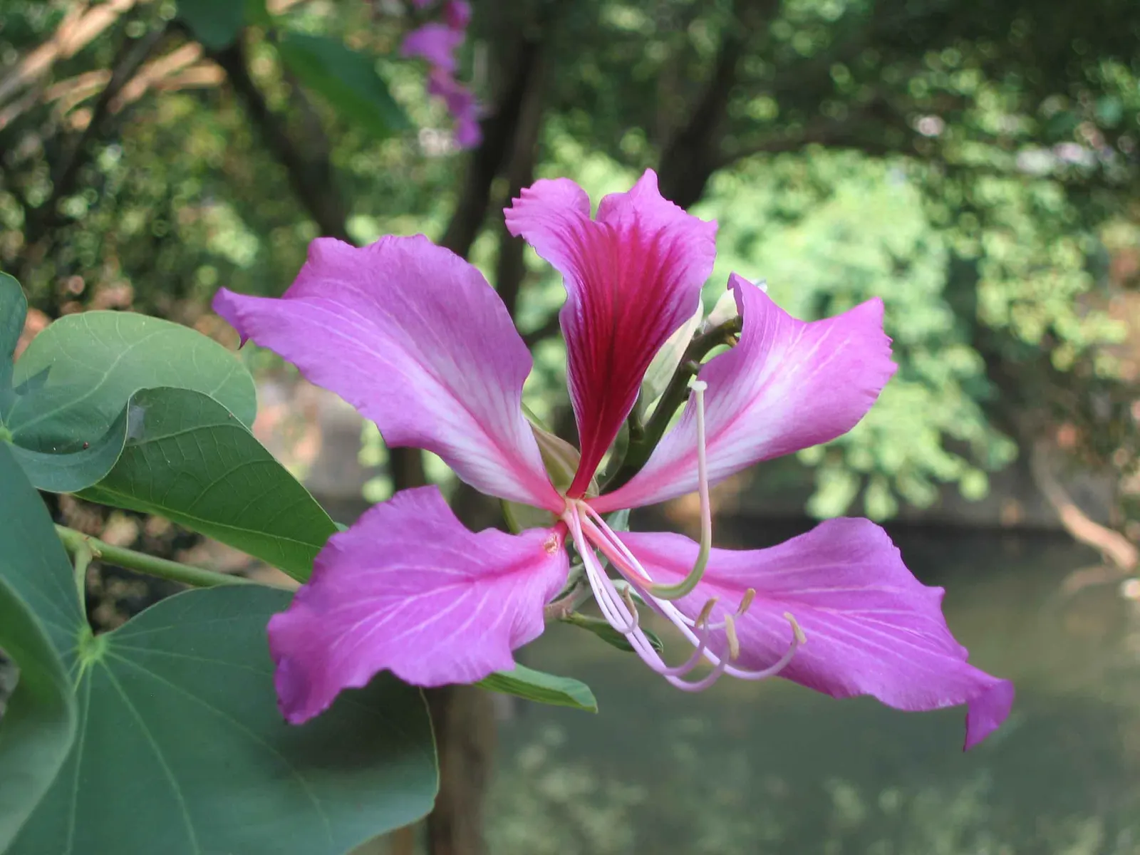Hong Kong Orchid Tree (Bauhinia X Blakeana) — tree for full; mainly to remove dead wood and maintain a clean shape.<br><br>When advising clients