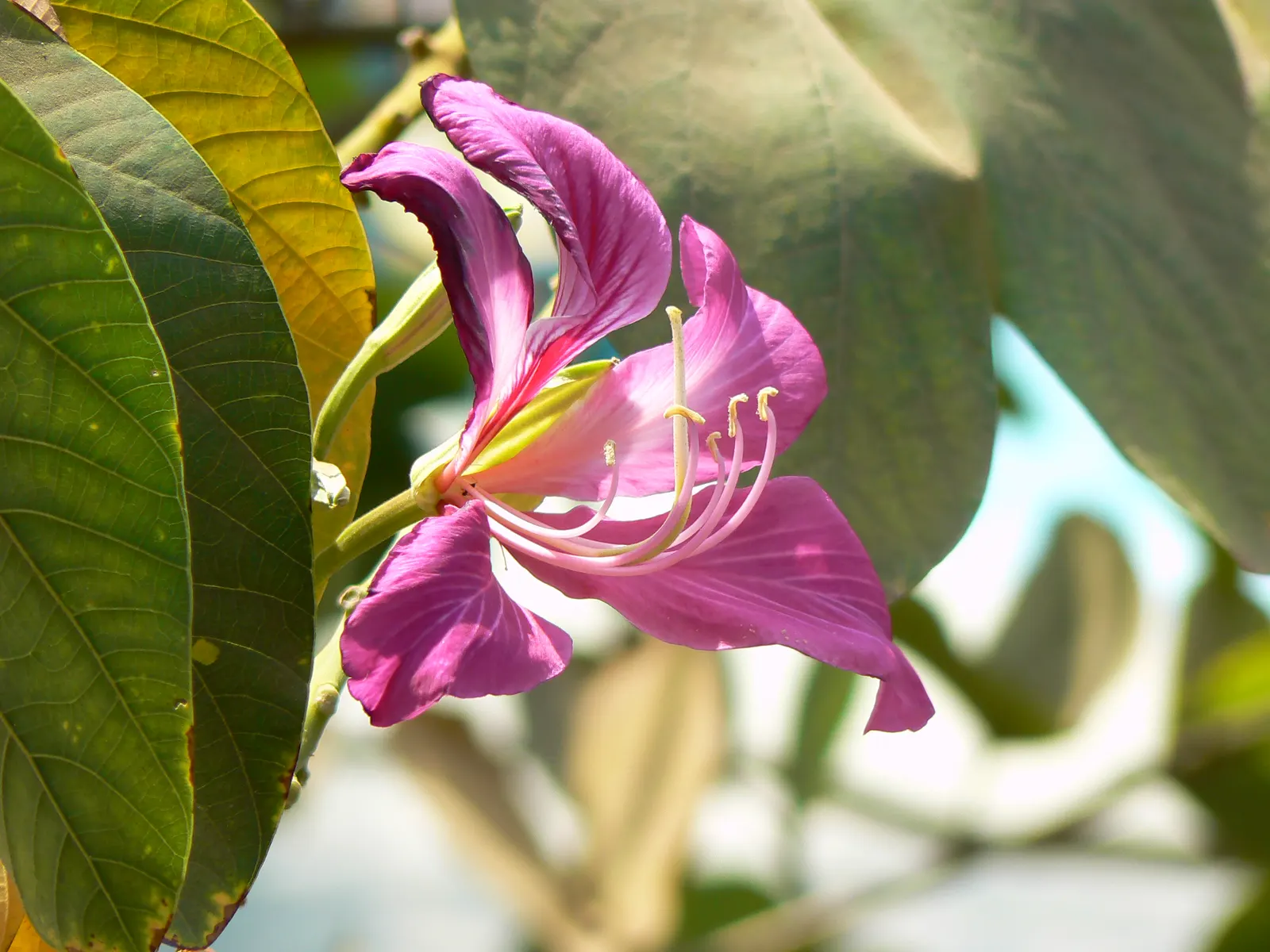 Hong Kong Orchid Tree (Bauhinia X Blakeana) — the Bauhinia x blakeana thrives in full sun to partial shade and demands well-drained soil, image 111