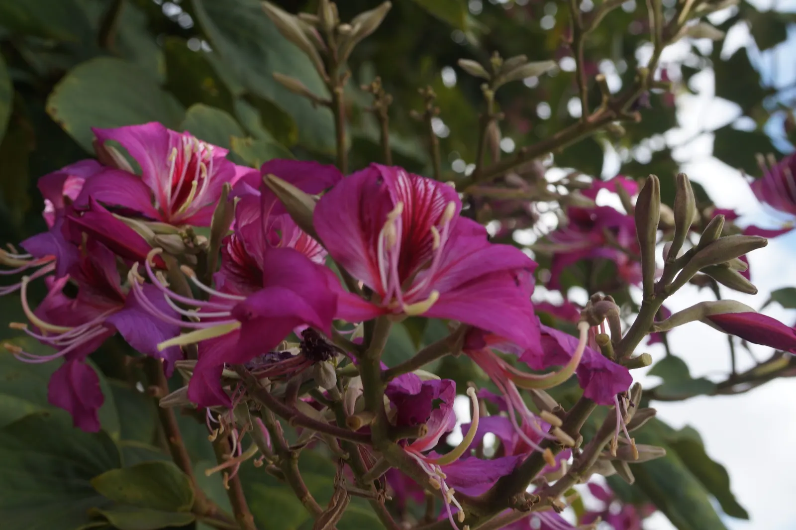 Hong Kong Orchid Tree (Bauhinia X Blakeana) — each spanning about 5 to 6 inches; originating from the hilly regions of Hong Kong