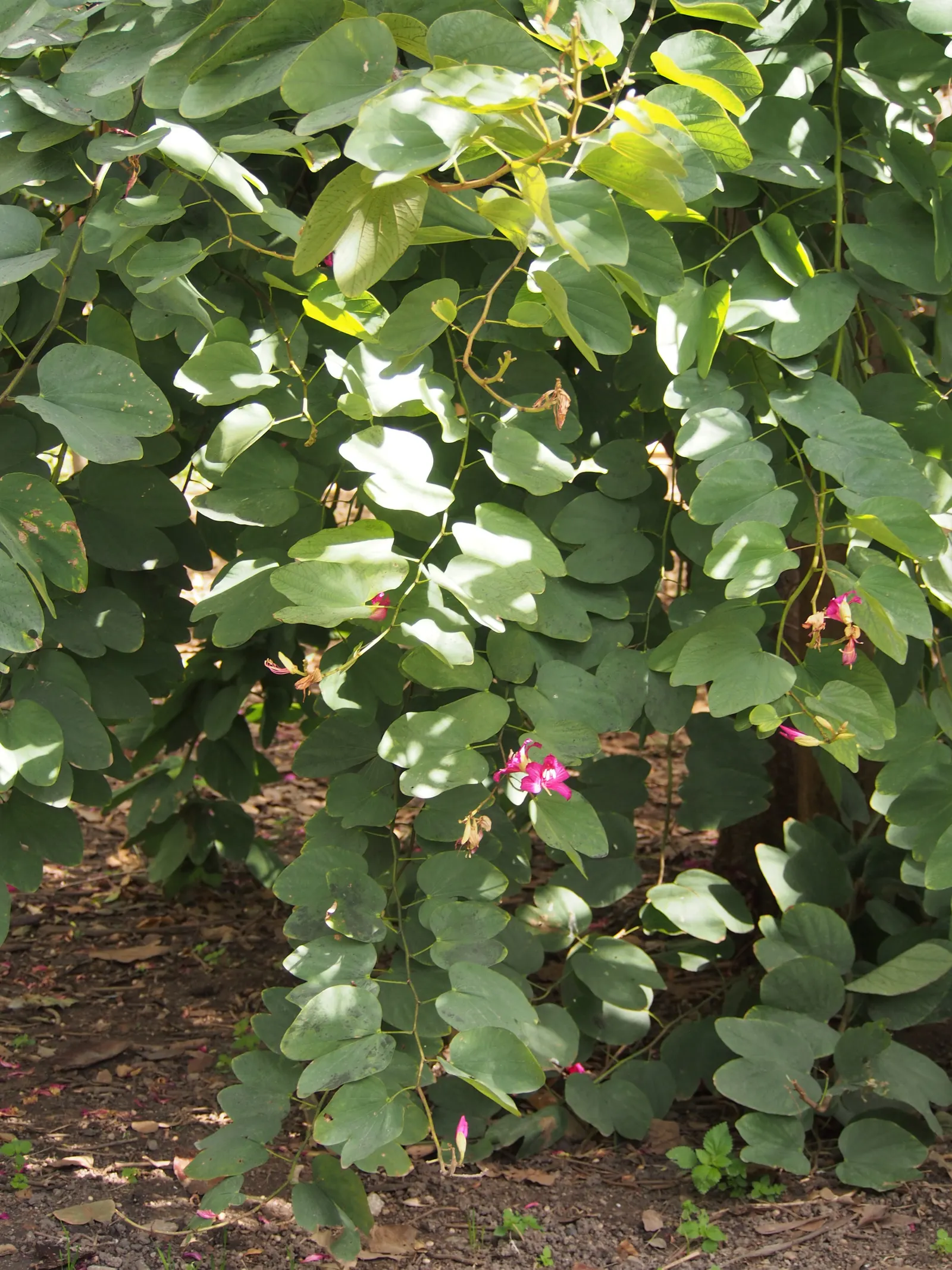 Hong Kong Orchid Tree (Bauhinia X Blakeana) — this hybrid is sterile and does not produce viable seeds