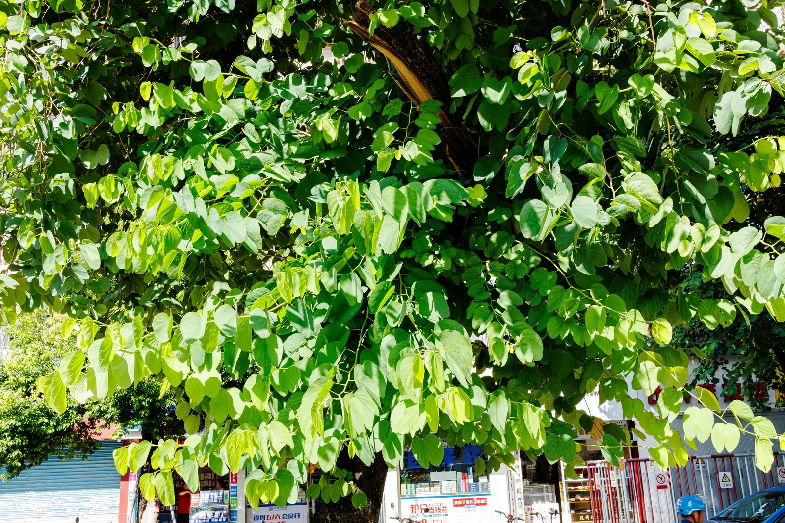 Hong Kong Orchid Tree (Bauhinia X Blakeana) — resembling the wake of a butterfly; hence; the Bauhinia x blakeana thrives in full sun to partial, image 82