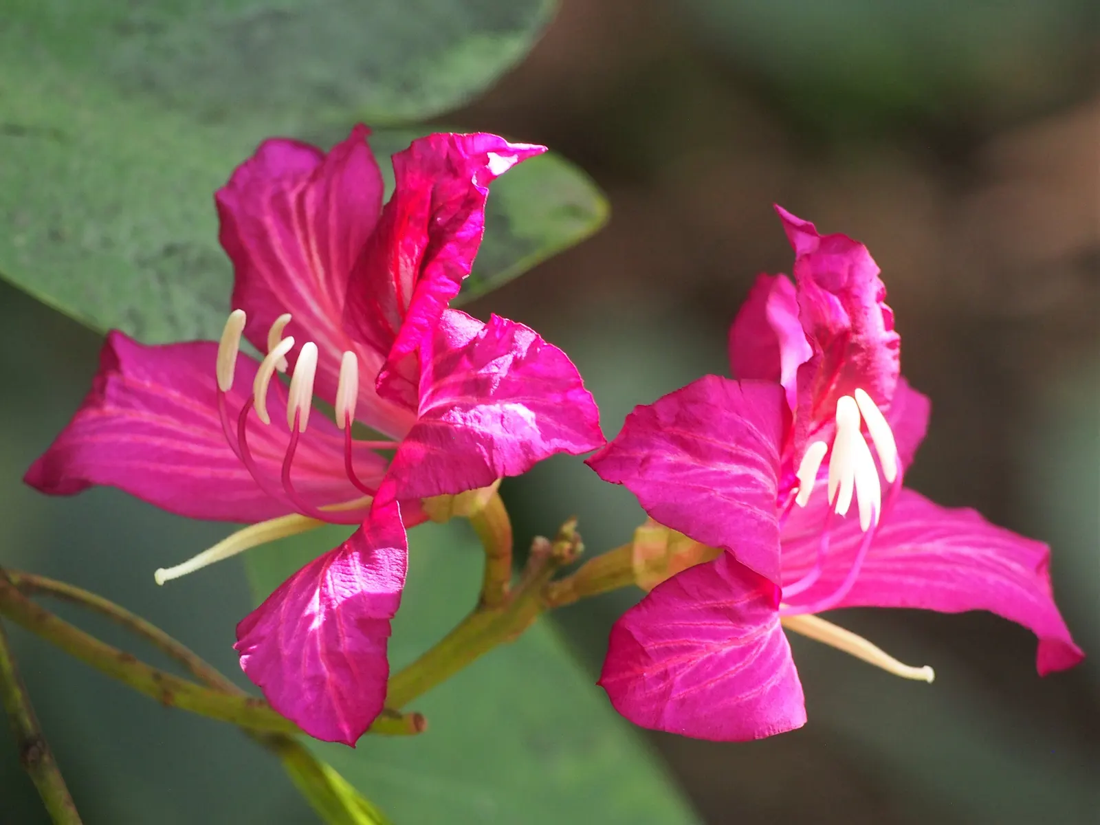 Hong Kong Orchid Tree (Bauhinia X Blakeana) — Originating from the hilly regions of Hong Kong; pink flowers in the garden, image 56