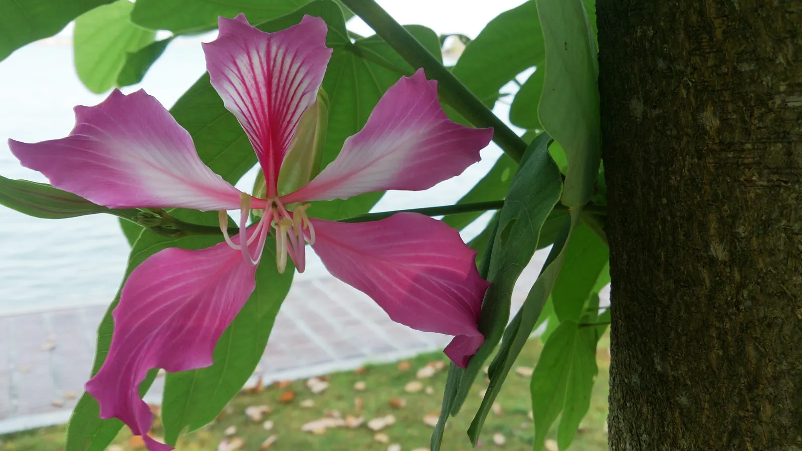 Hong Kong Orchid Tree (Bauhinia X Blakeana) — this hybrid is sterile and does not produce viable seeds; heart-shaped leaves add a lush backdrop