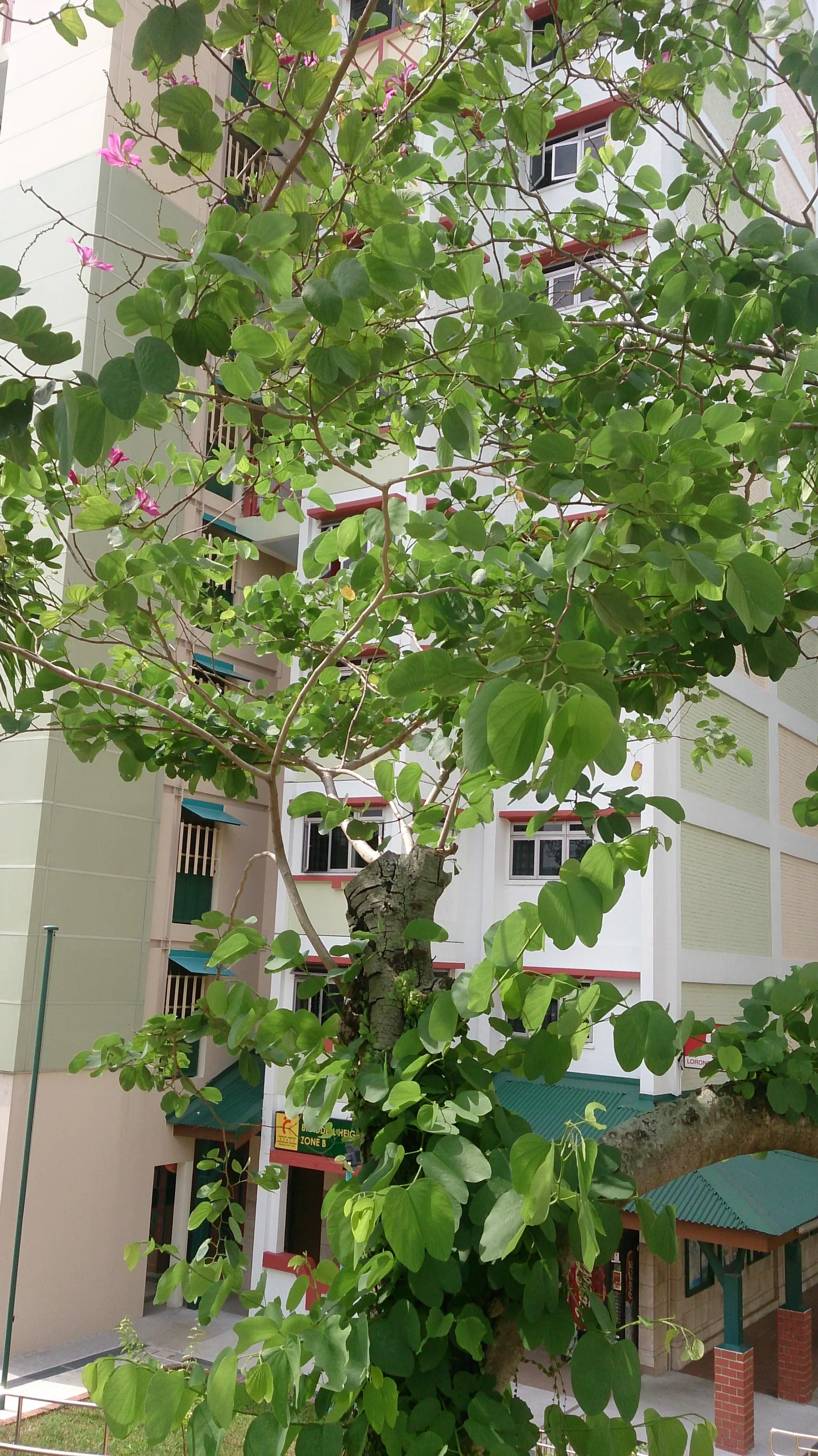 Hong Kong Orchid Tree (Bauhinia X Blakeana) — and they emerge on bare branches