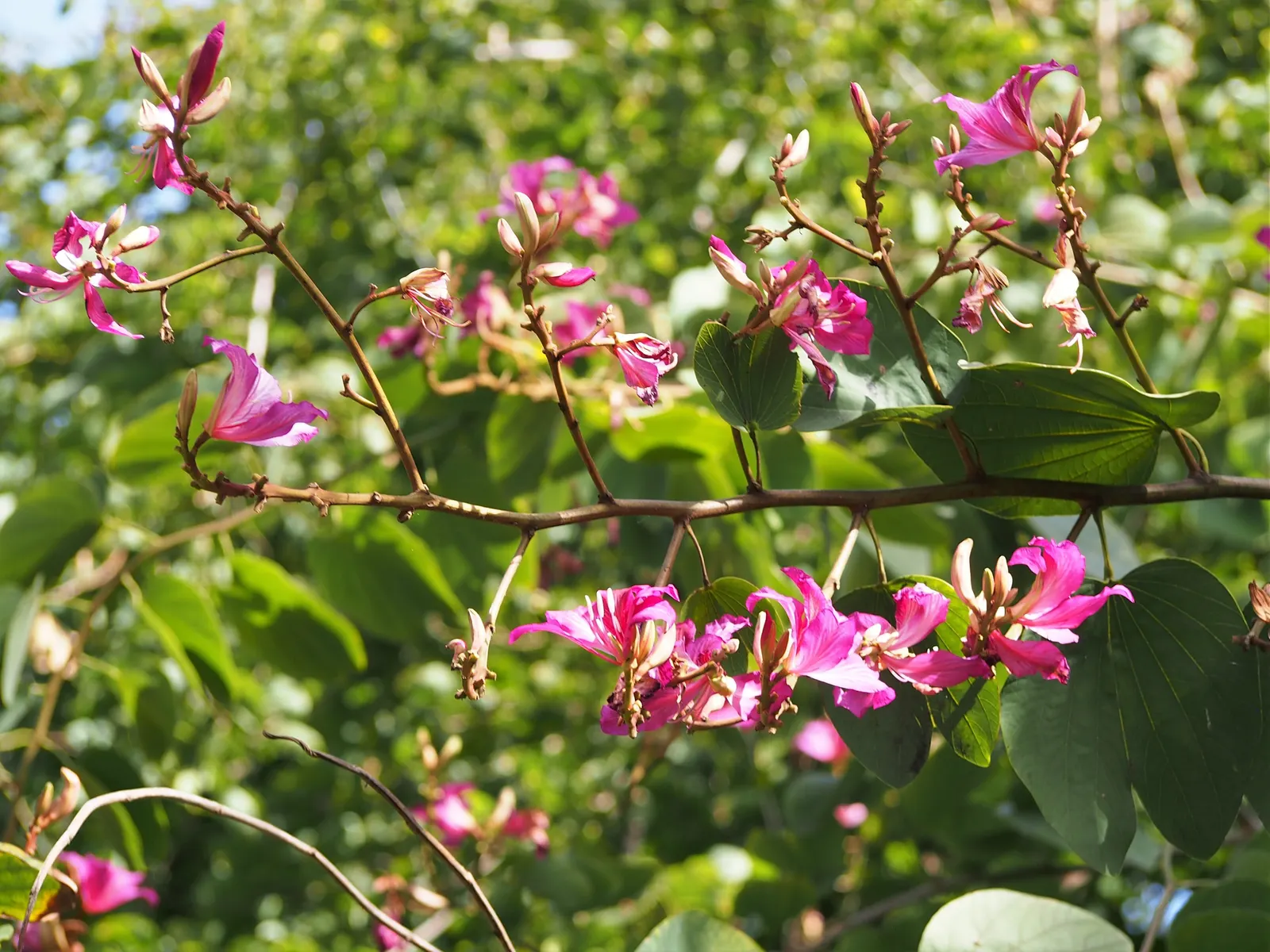 Hong Kong Orchid Tree (Bauhinia X Blakeana) — heart-shaped leaves are deep green and can grow up to 6 inches across, image 35