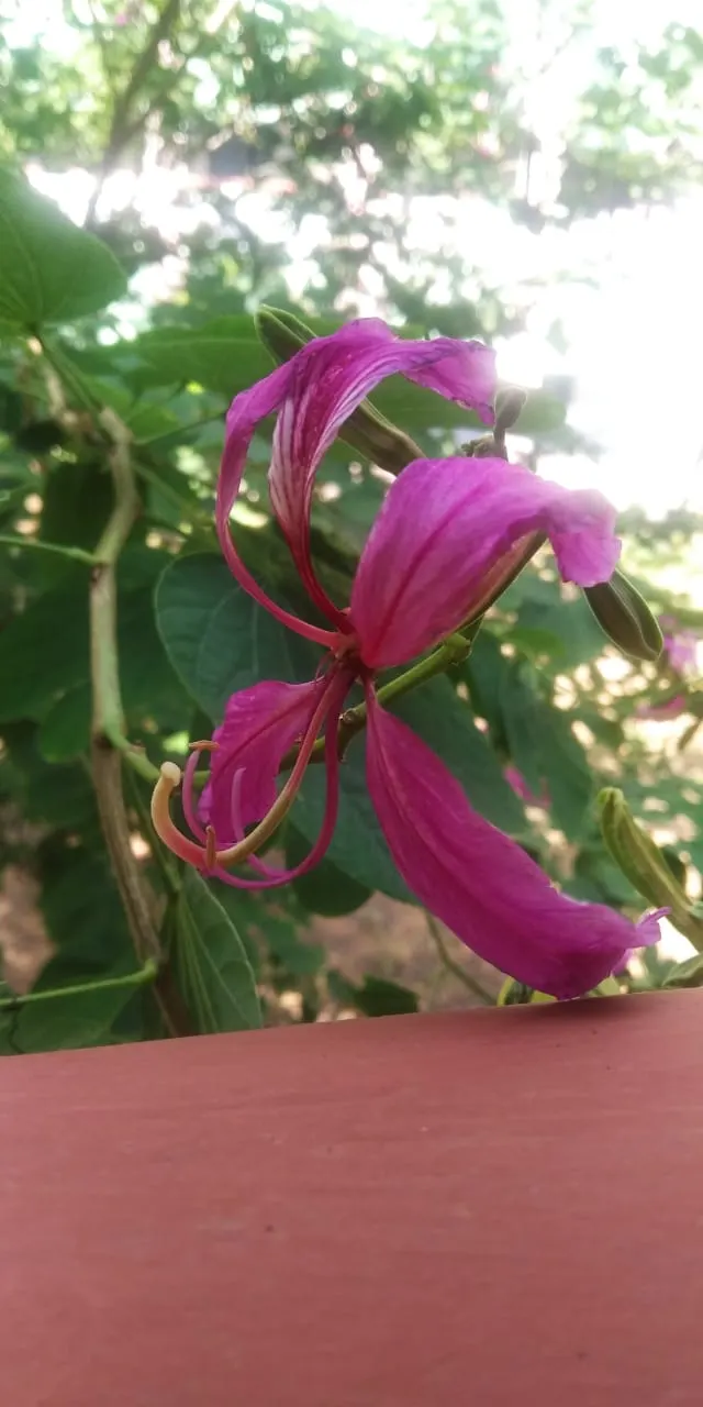 Hong Kong Orchid Tree (Bauhinia X Blakeana) — renowned for its striking purplish-pink; this hybrid is sterile and does not produce viable seeds, image 94