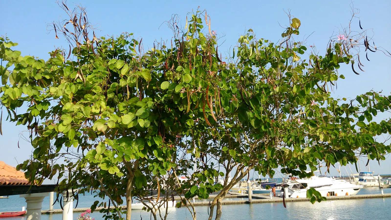 Hong Kong Orchid Tree (Bauhinia X Blakeana) — Heart-shaped leaves add a lush backdrop; semi-deciduous tree celebrated for its splendid floral, image 51