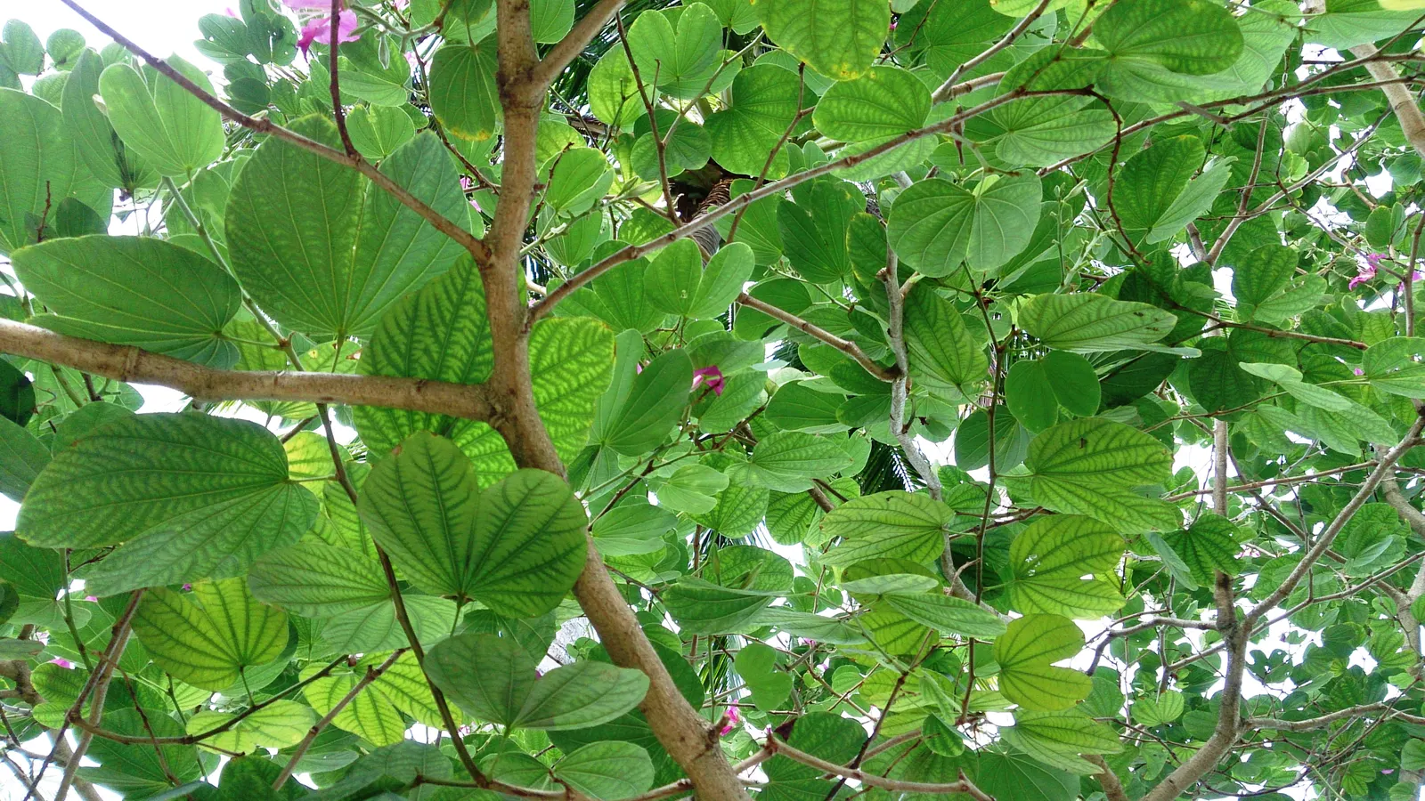 Hong Kong Orchid Tree (Bauhinia X Blakeana) — Heart-shaped leaves add a lush backdrop; semi-deciduous tree celebrated for its splendid floral, image 74
