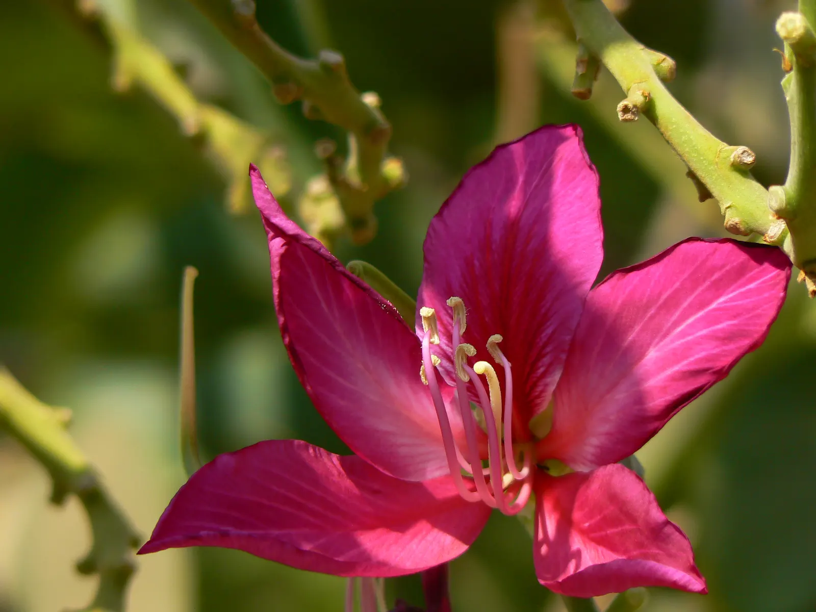 Hong Kong Orchid Tree (Bauhinia X Blakeana) — creating a vivid contrast against the grey bark.<br><br>Preferring USDA zones 9b through 11; moderate, image 110