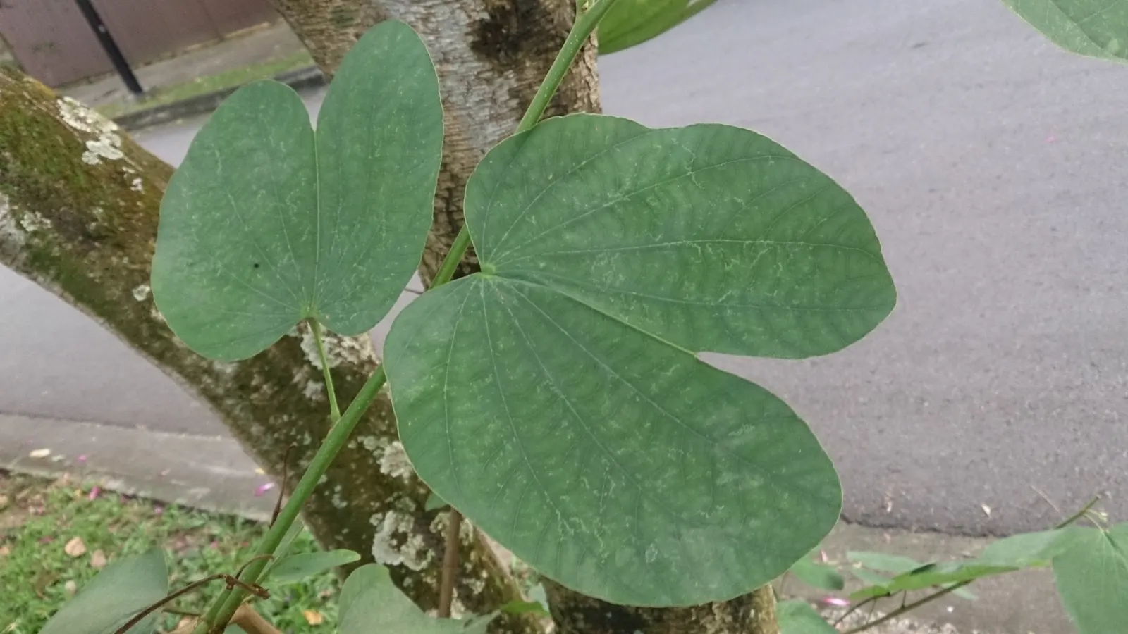 Hong Kong Orchid Tree (Bauhinia X Blakeana) — The Hong Kong Orchid Tree (Bauhinia x blakeana) is a sterile hybrid; this deciduous tree typically, image 47