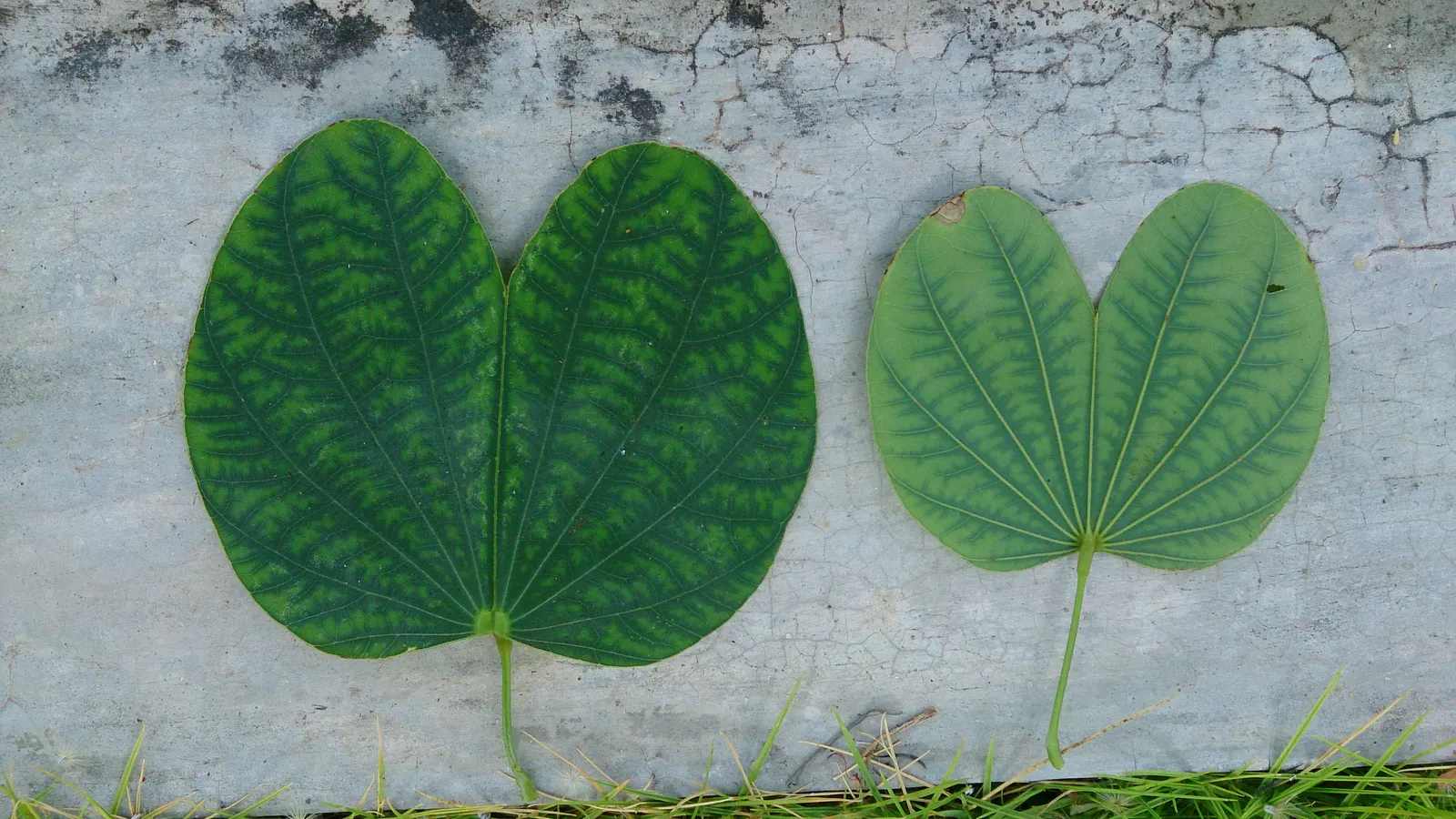 Hong Kong Orchid Tree (Bauhinia X Blakeana) — The Hong Kong Orchid Tree (Bauhinia x blakeana) is a sterile hybrid; this deciduous tree typically, image 93