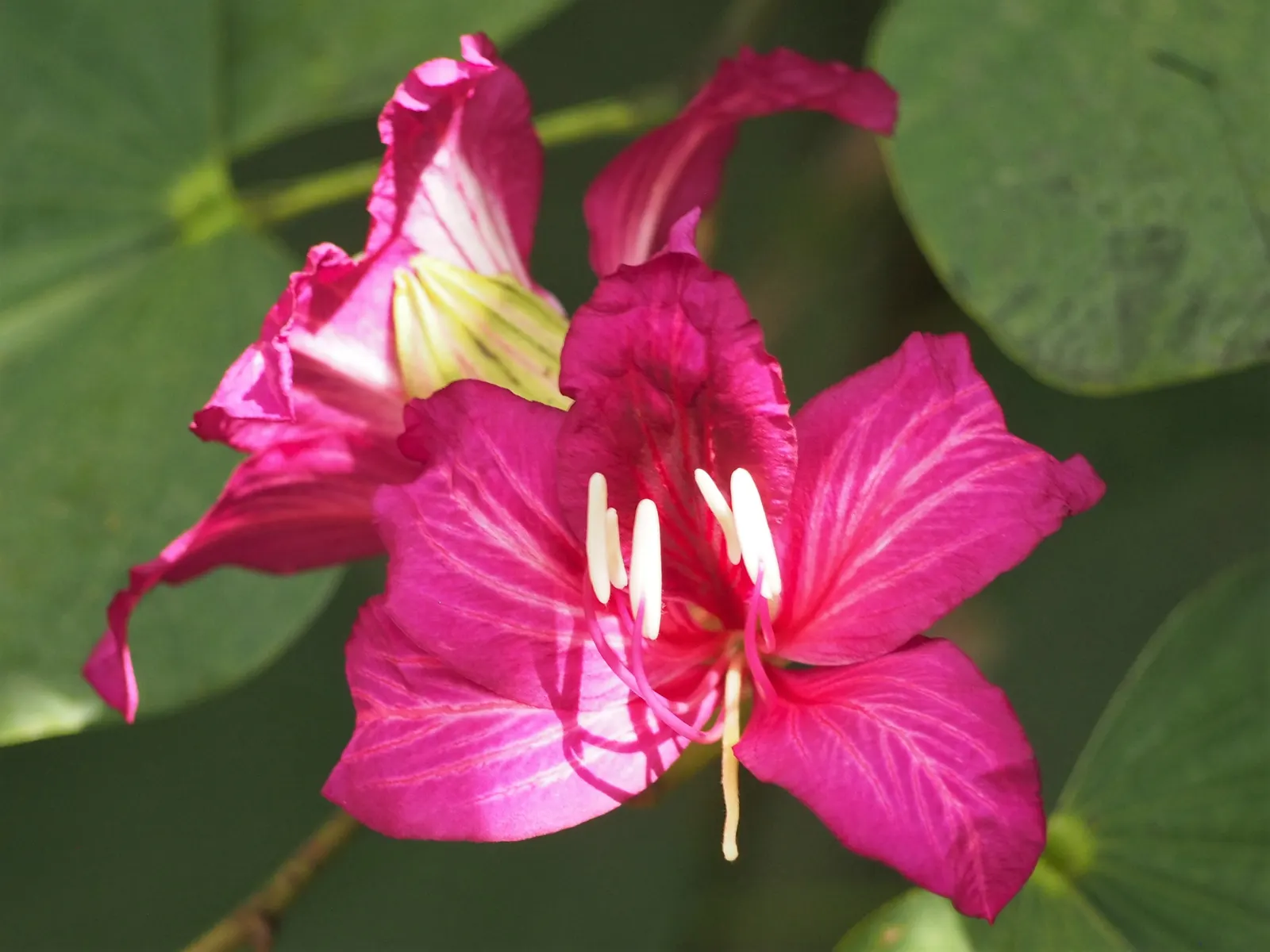 Hong Kong Orchid Tree (Bauhinia X Blakeana) — creating a vivid contrast against the grey bark.<br><br>Preferring USDA zones 9b through 11; moderate, image 64