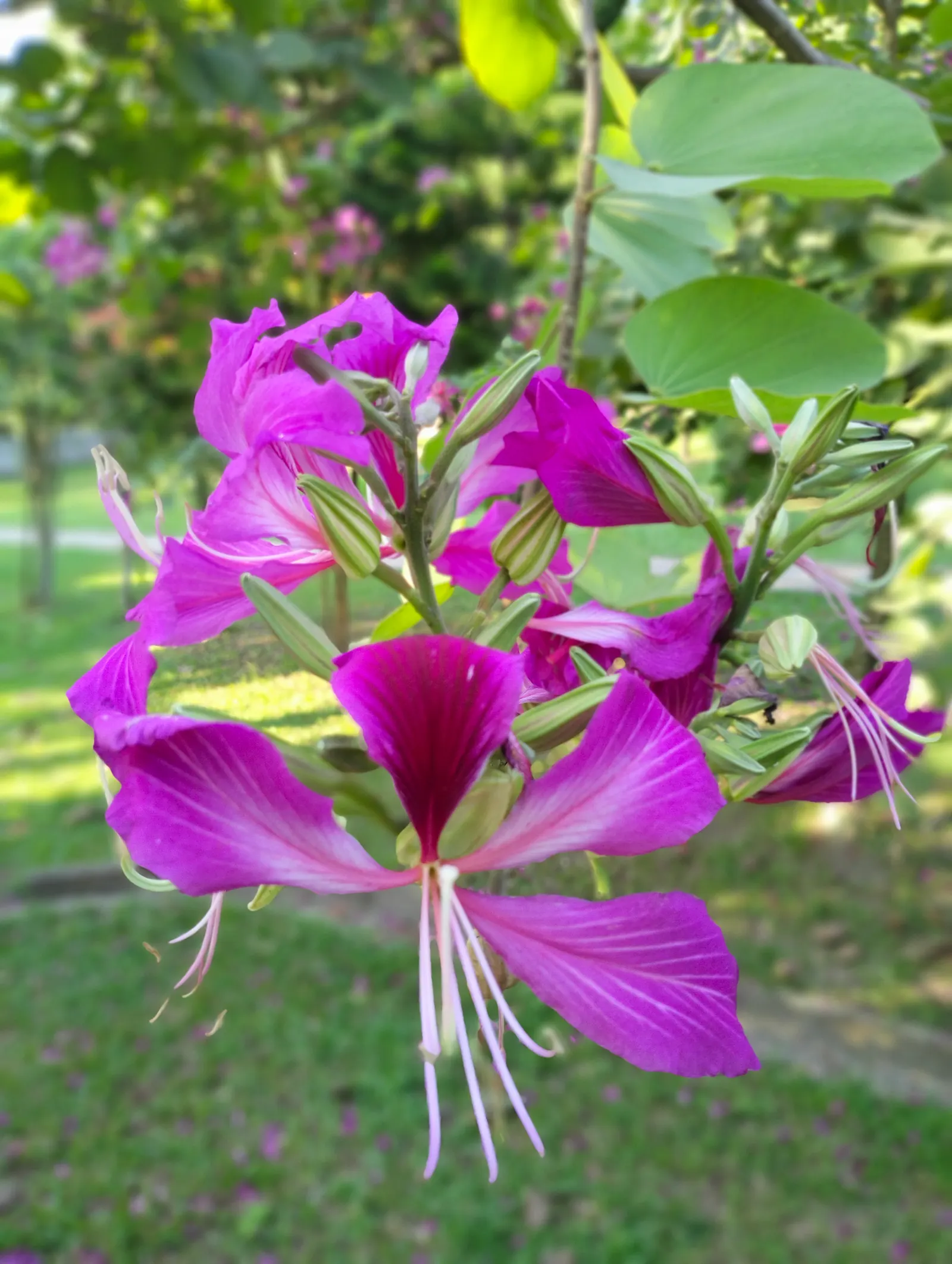 Hong Kong Orchid Tree (Bauhinia X Blakeana) — This deciduous tree typically reaches 20 to 40 feet in height with an equal spread; renowned for its, image 96