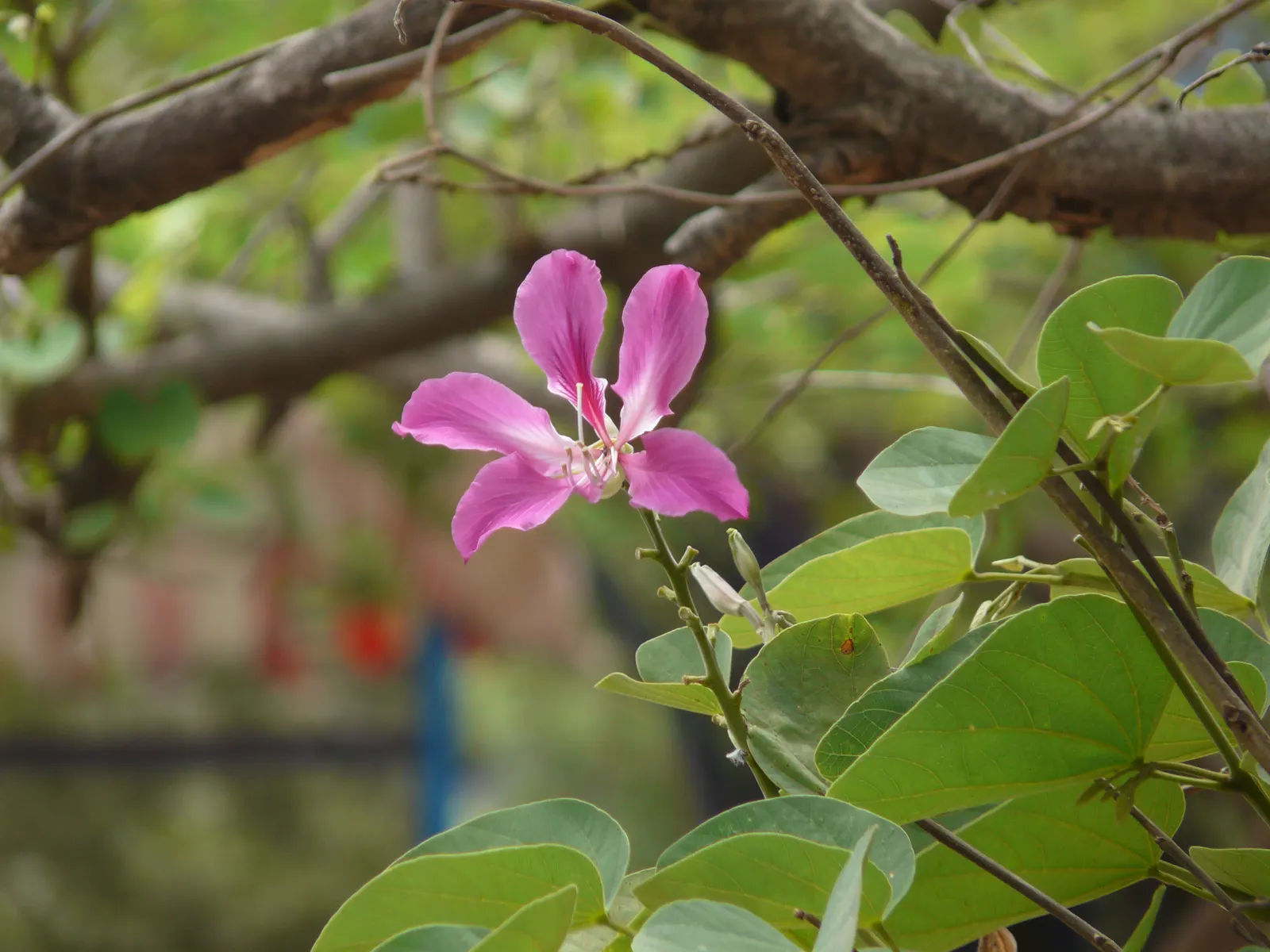 Hong Kong Orchid Tree (Bauhinia X Blakeana) — The blossoms are varied shades of magenta and purple