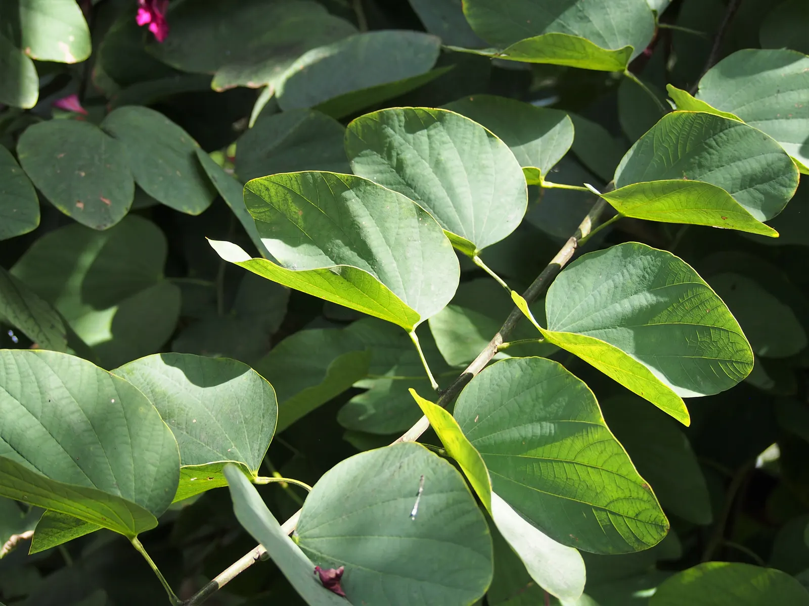 Hong Kong Orchid Tree (Bauhinia X Blakeana) — renowned for its striking purplish-pink; this hybrid is sterile and does not produce viable seeds