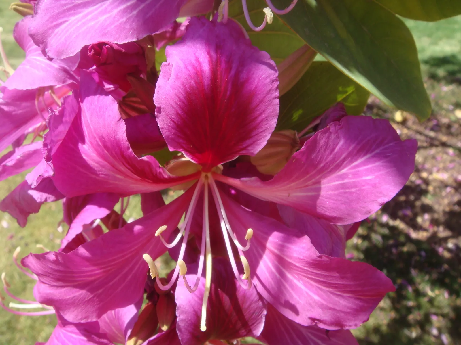 Hong Kong Orchid Tree (Bauhinia X Blakeana) — tree for full; mainly to remove dead wood and maintain a clean shape.<br><br>When advising clients, image 69