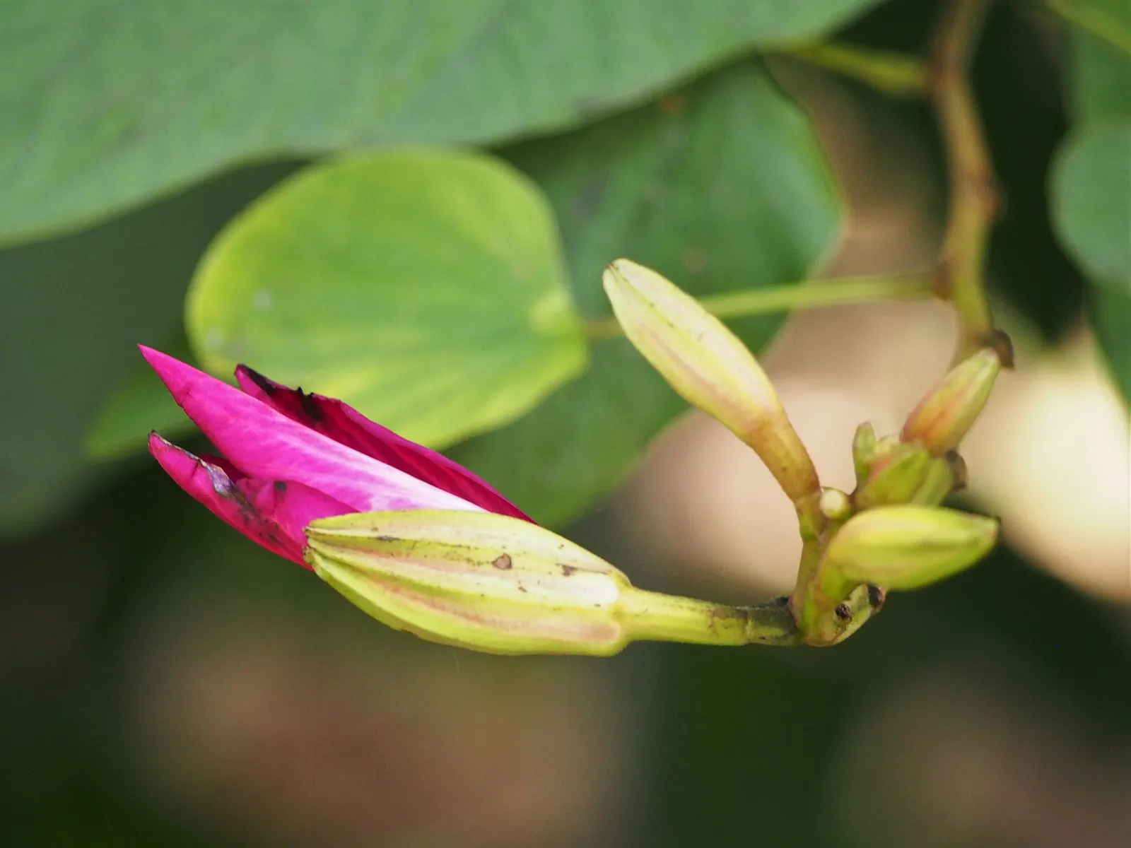 Hong Kong Orchid Tree (Bauhinia X Blakeana) — Prefers well-drained soils and full sun to partial shade; the blossoms are varied shades of magenta, image 52
