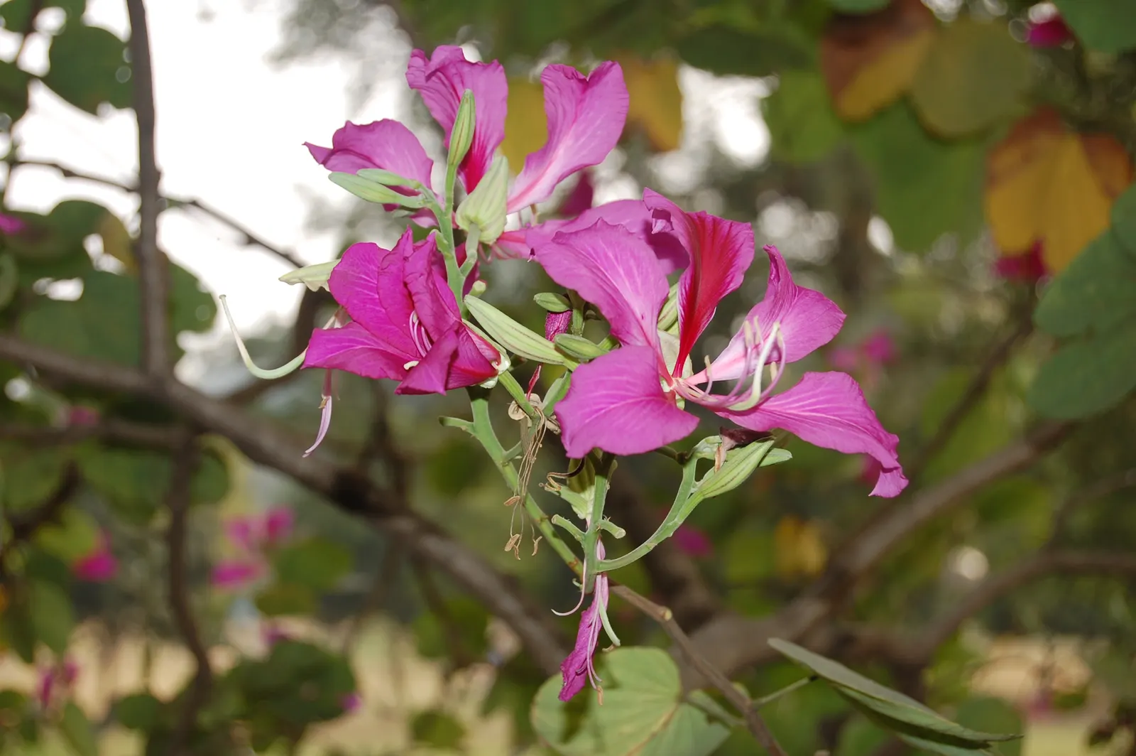 Hong Kong Orchid Tree (Bauhinia X Blakeana) — This deciduous tree typically reaches 20 to 40 feet in height with an equal spread; renowned for its striking