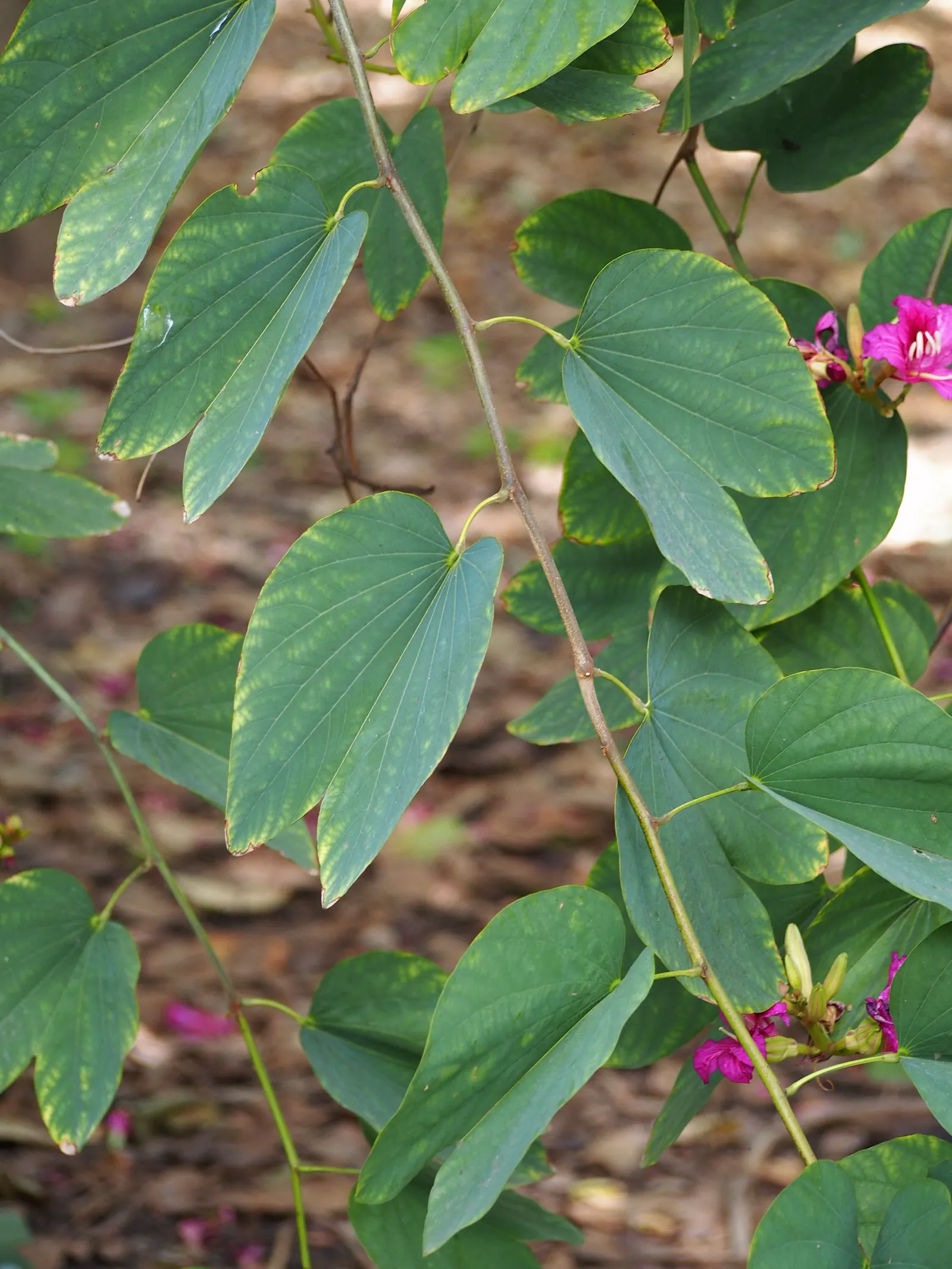 Hong Kong Orchid Tree (Bauhinia X Blakeana) — creating a vivid contrast against the grey bark.<br><br>Preferring USDA zones 9b through 11; moderate growth rate