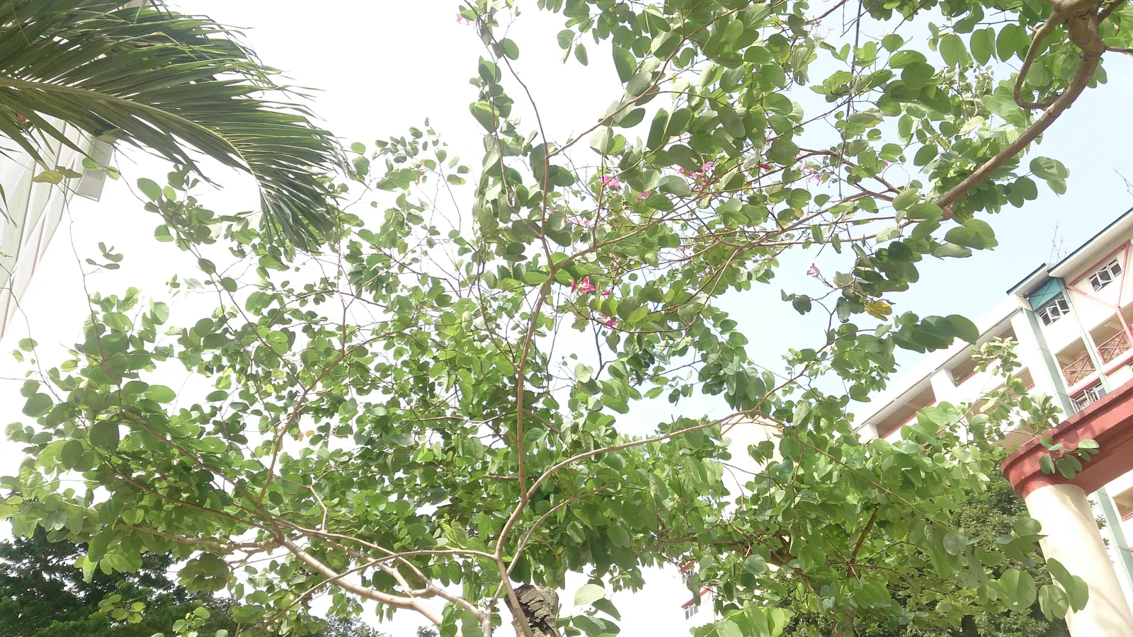 Hong Kong Orchid Tree (Bauhinia X Blakeana) — Moderate growth rate and low-maintenance requirements; ideal for accent or shade in USDA zones 9-11