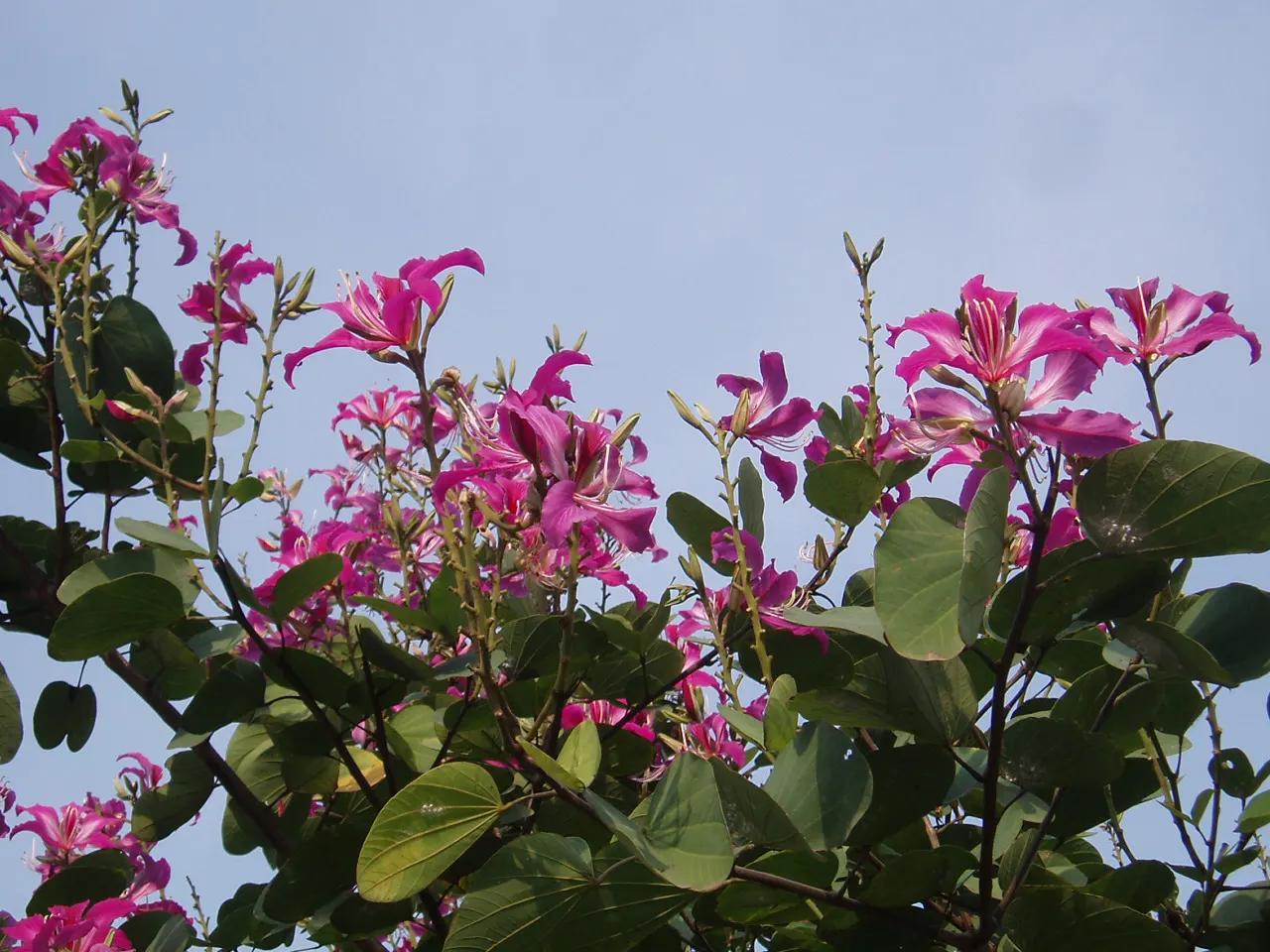 Hong Kong Orchid Tree (Bauhinia X Blakeana) — each spanning about 5 to 6 inches; originating from the hilly regions of Hong Kong, image 84