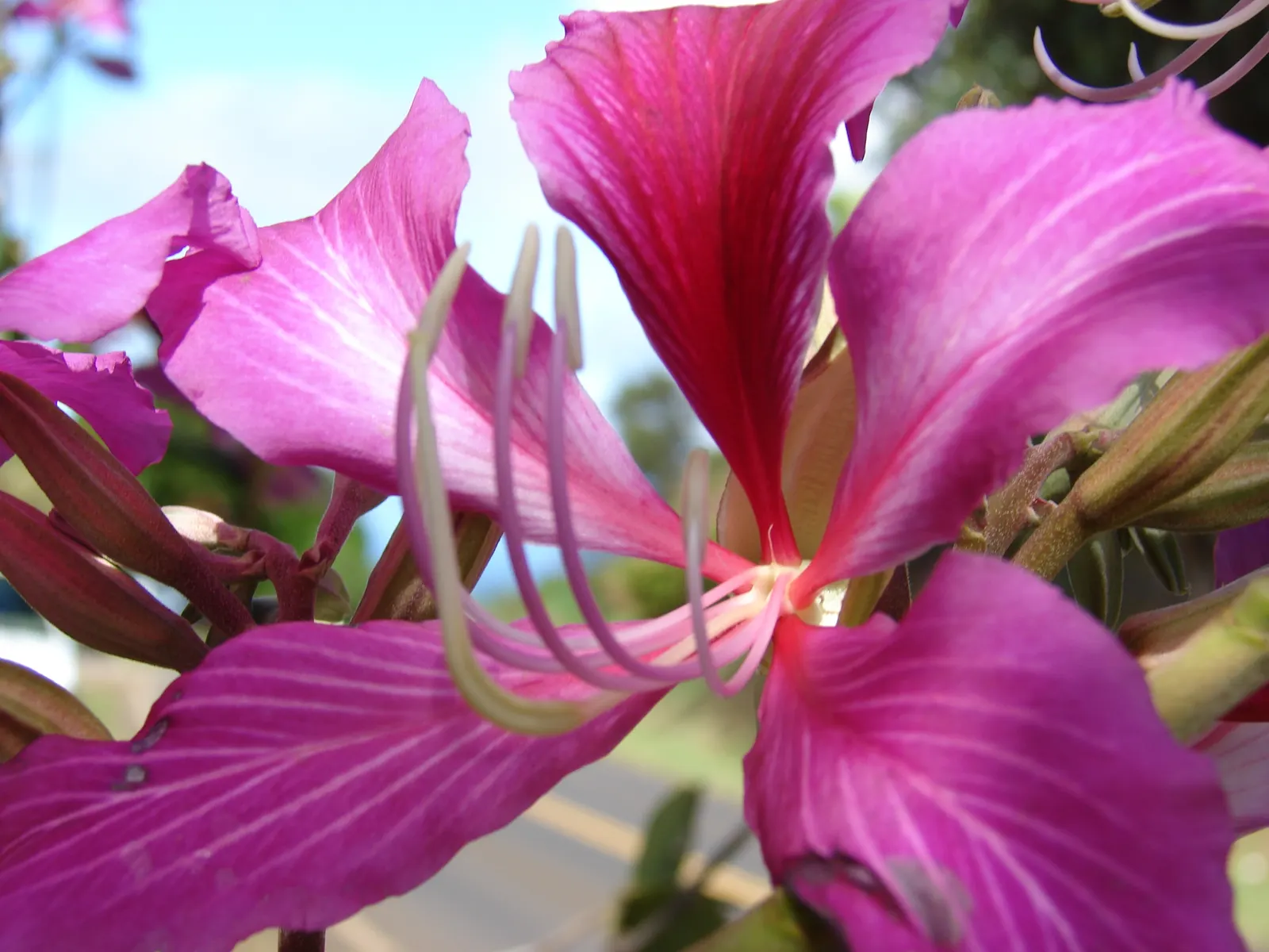 Hong Kong Orchid Tree (Bauhinia X Blakeana) — The blossoms are varied shades of magenta and purple; and they emerge on bare branches