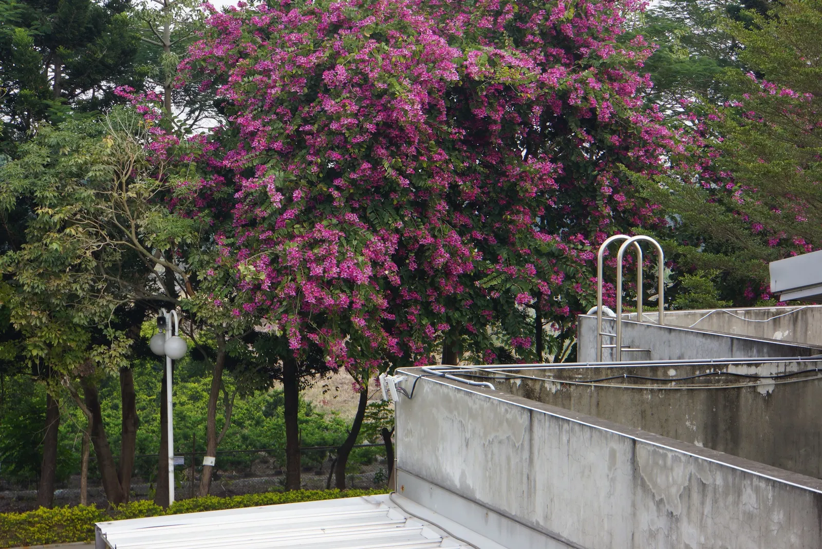 Hong Kong Orchid Tree (Bauhinia X Blakeana) — orchid-like flowers that bloom from November to March; creating a vivid contrast against the grey, image 95