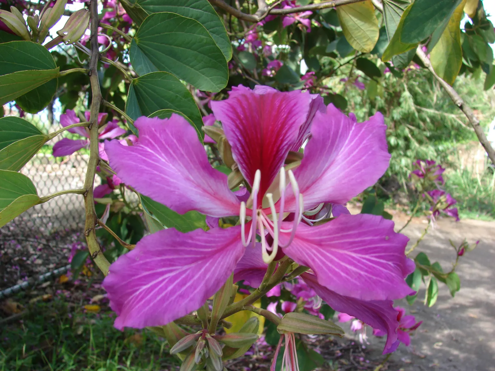 Hong Kong Orchid Tree (Bauhinia X Blakeana) — Ideal for accent or shade in USDA zones 9-11; tree for full