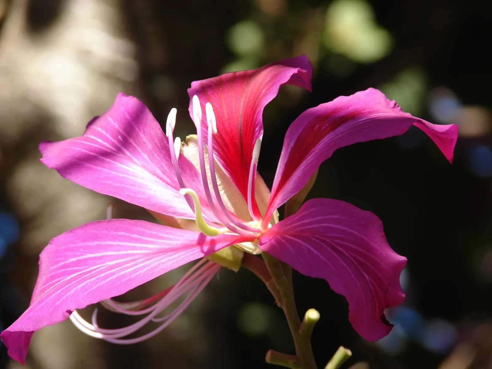 Hong Kong Orchid Tree (Bauhinia X Blakeana) — tree with pink blooms; resembling the wake of a butterfly; hence, image 91