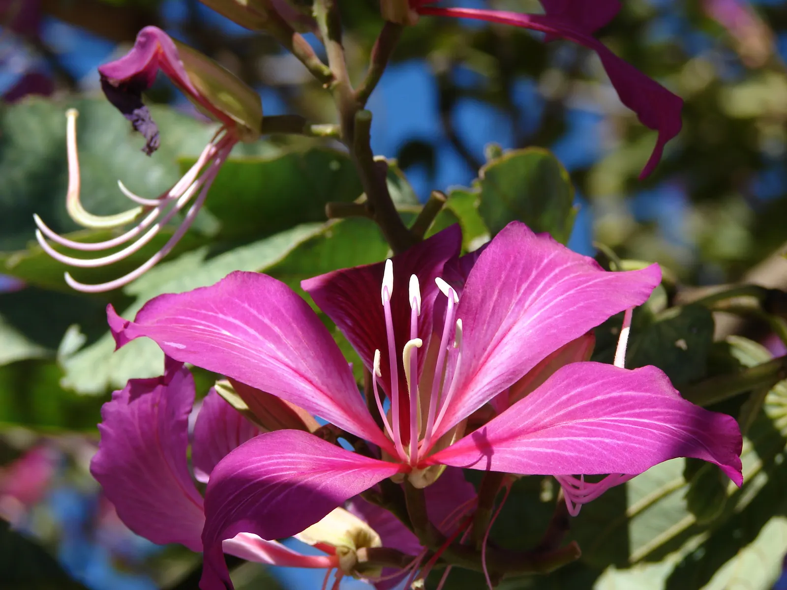 Hong Kong Orchid Tree (Bauhinia X Blakeana) — semi-deciduous tree celebrated for its splendid floral display and unique foliage