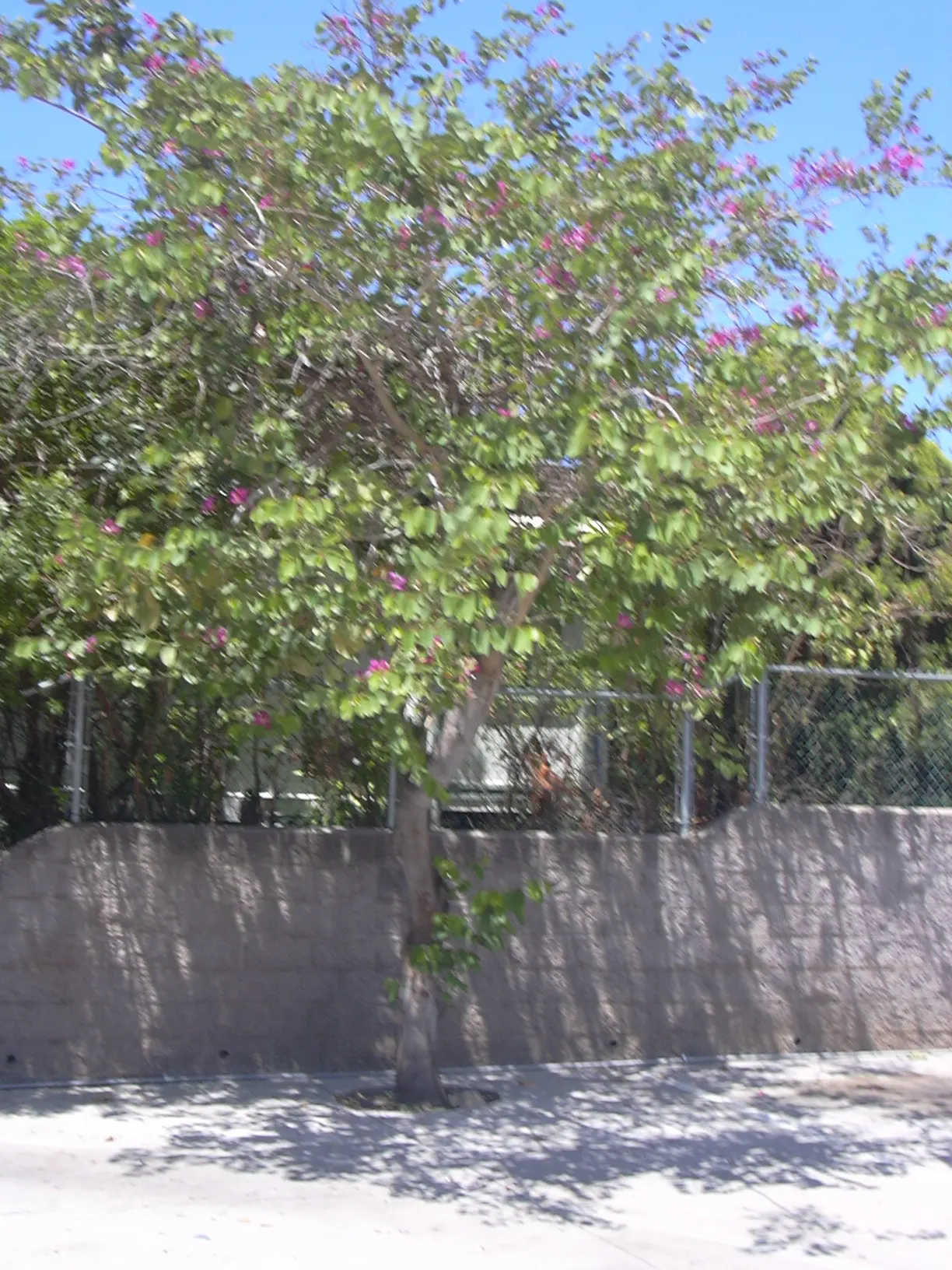 Hong Kong Orchid Tree (Bauhinia X Blakeana) — resembling the wake of a butterfly; hence; the Bauhinia x blakeana thrives in full sun to partial, image 59