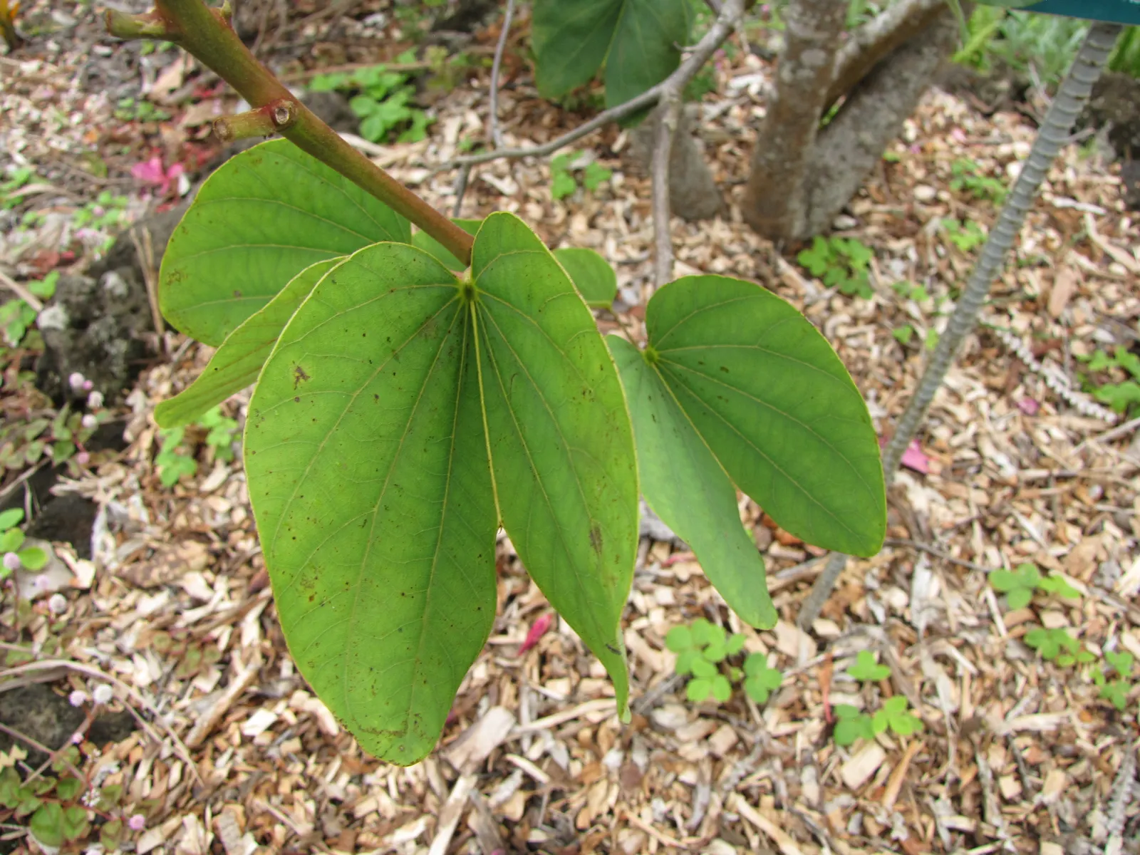 Hong Kong Orchid Tree (Bauhinia X Blakeana) — each spanning about 5 to 6 inches