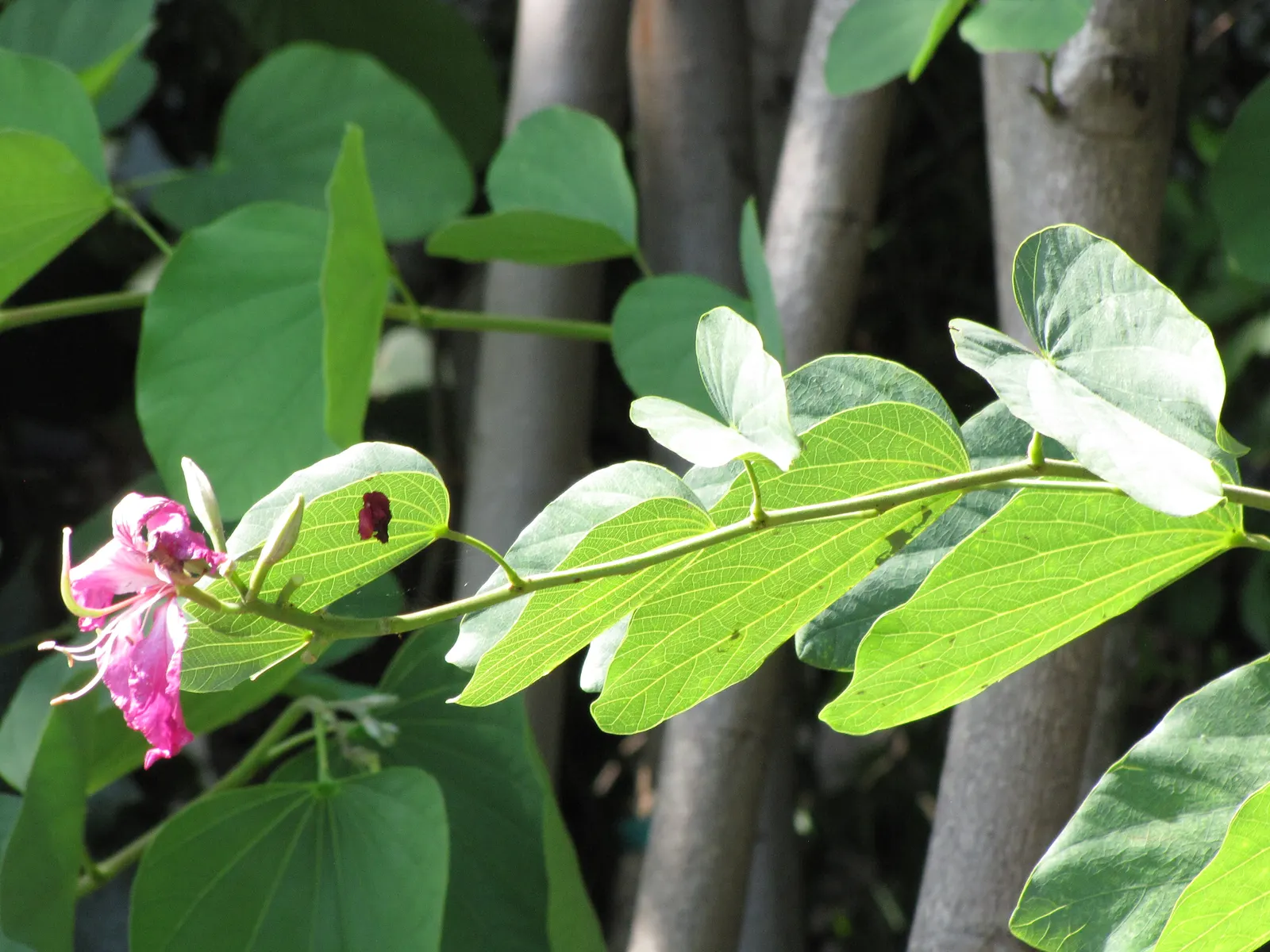 Hong Kong Orchid Tree (Bauhinia X Blakeana) — orchid-like flowers that bloom from November to March; creating a vivid contrast against the grey, image 72