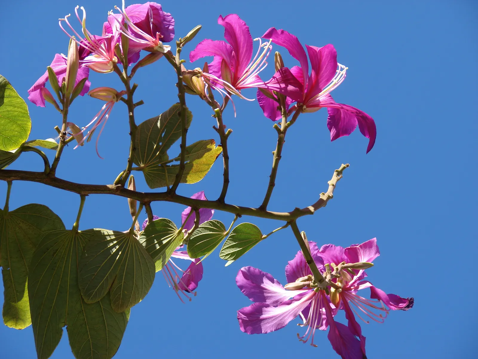 Hong Kong Orchid Tree (Bauhinia X Blakeana) — tree with pink blooms; resembling the wake of a butterfly; hence, image 68
