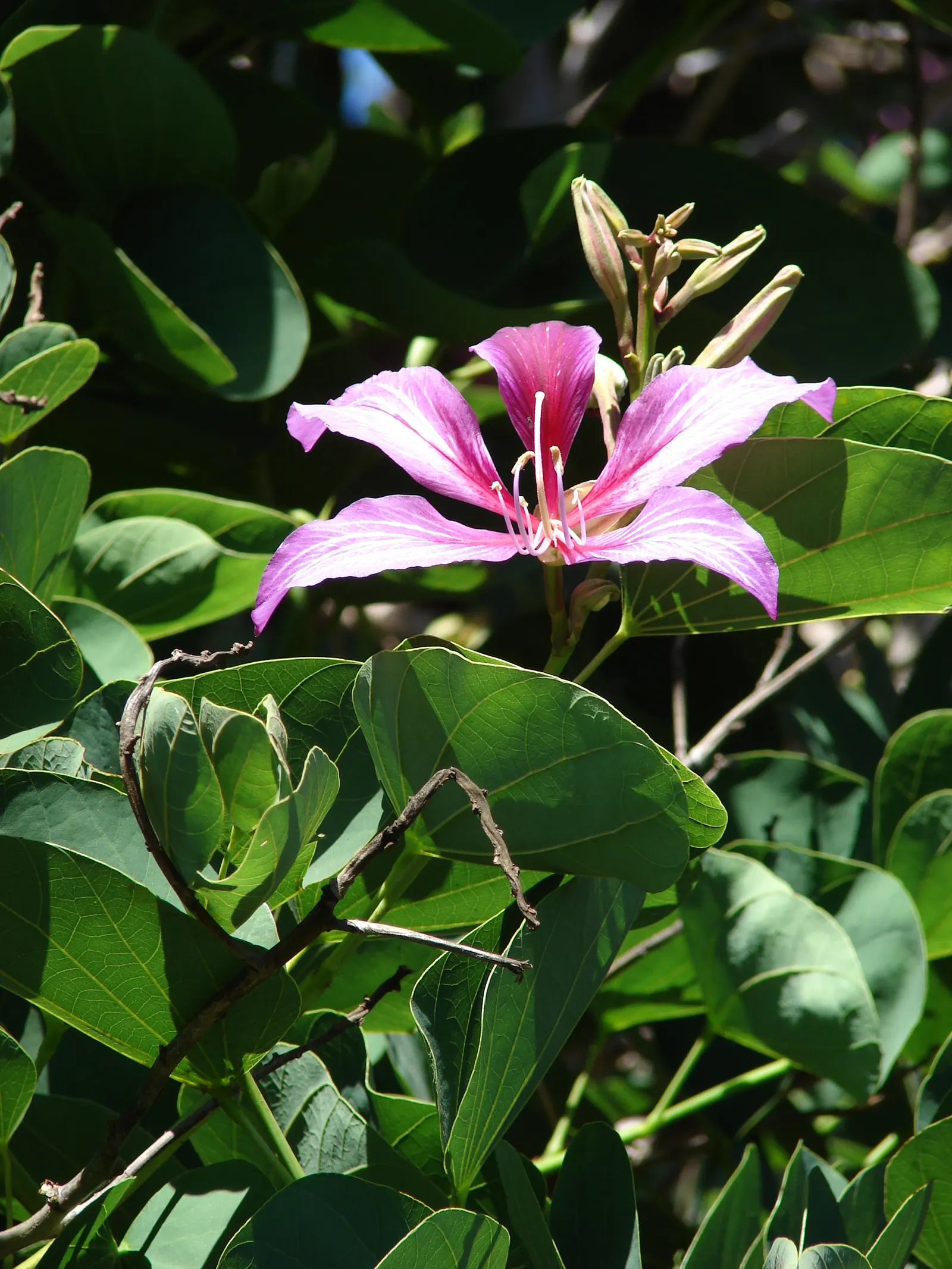 Hong Kong Orchid Tree (Bauhinia X Blakeana) — Originating from the hilly regions of Hong Kong; pink flowers in the garden, image 102